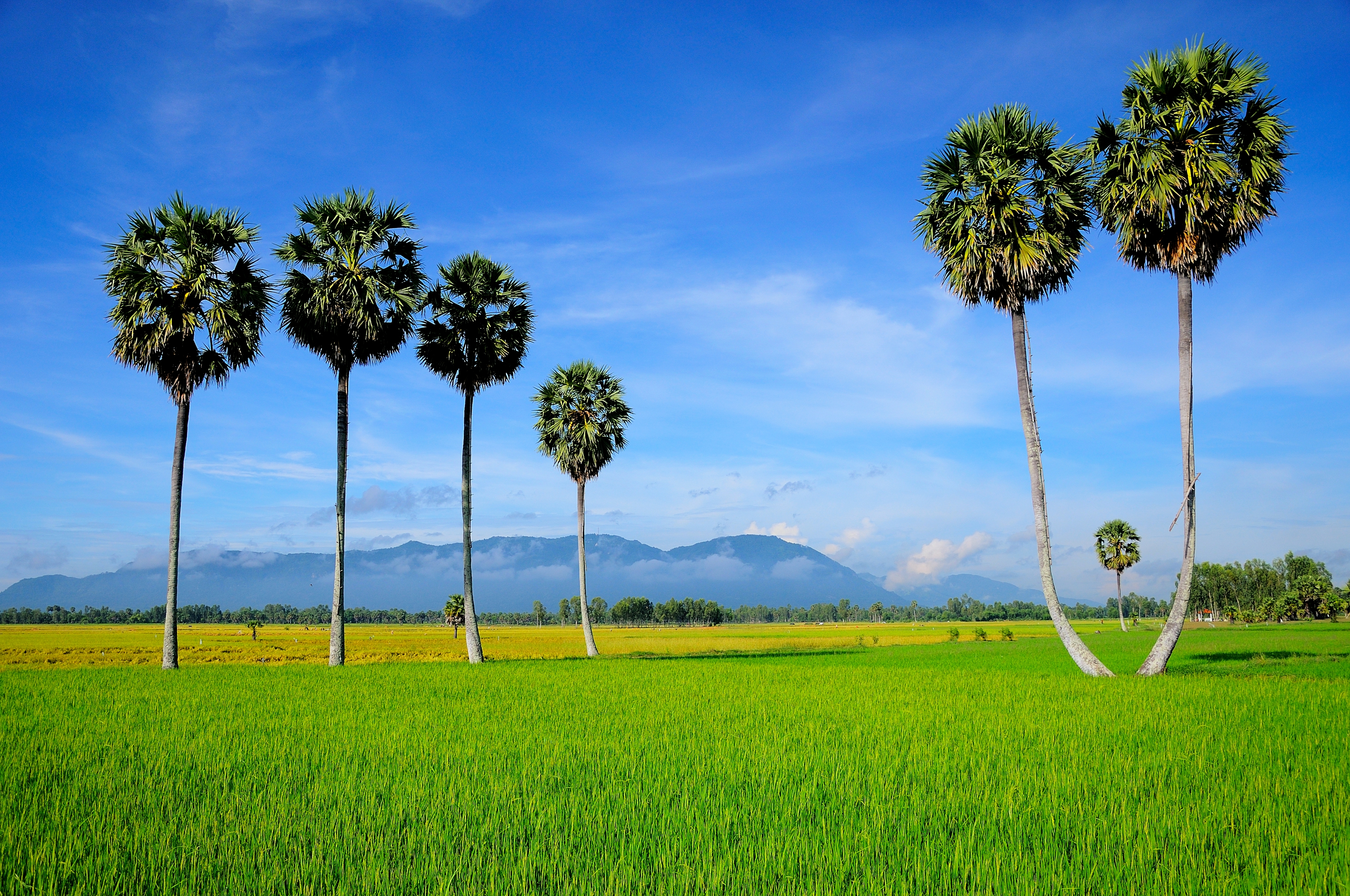 Mekong River Cruise_Masthead