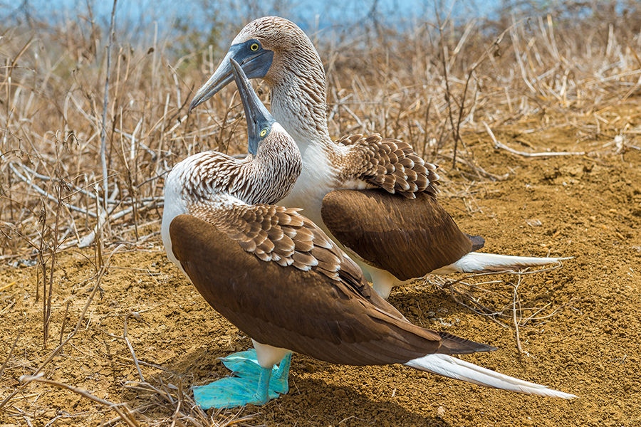 Blue Footed Booby
