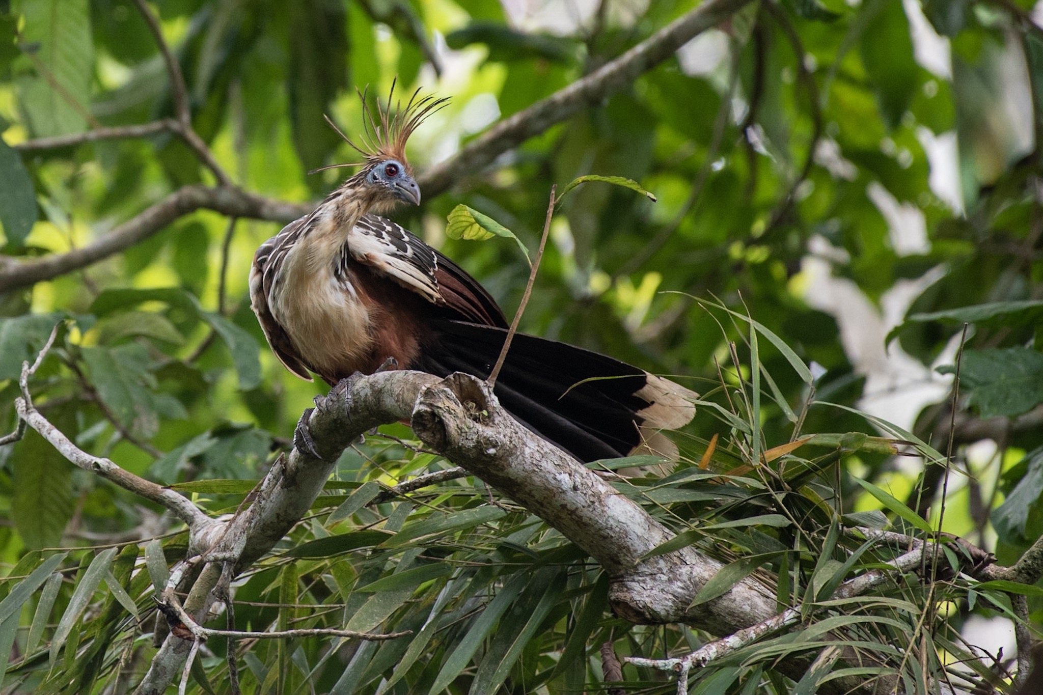 Amazon rainforest
