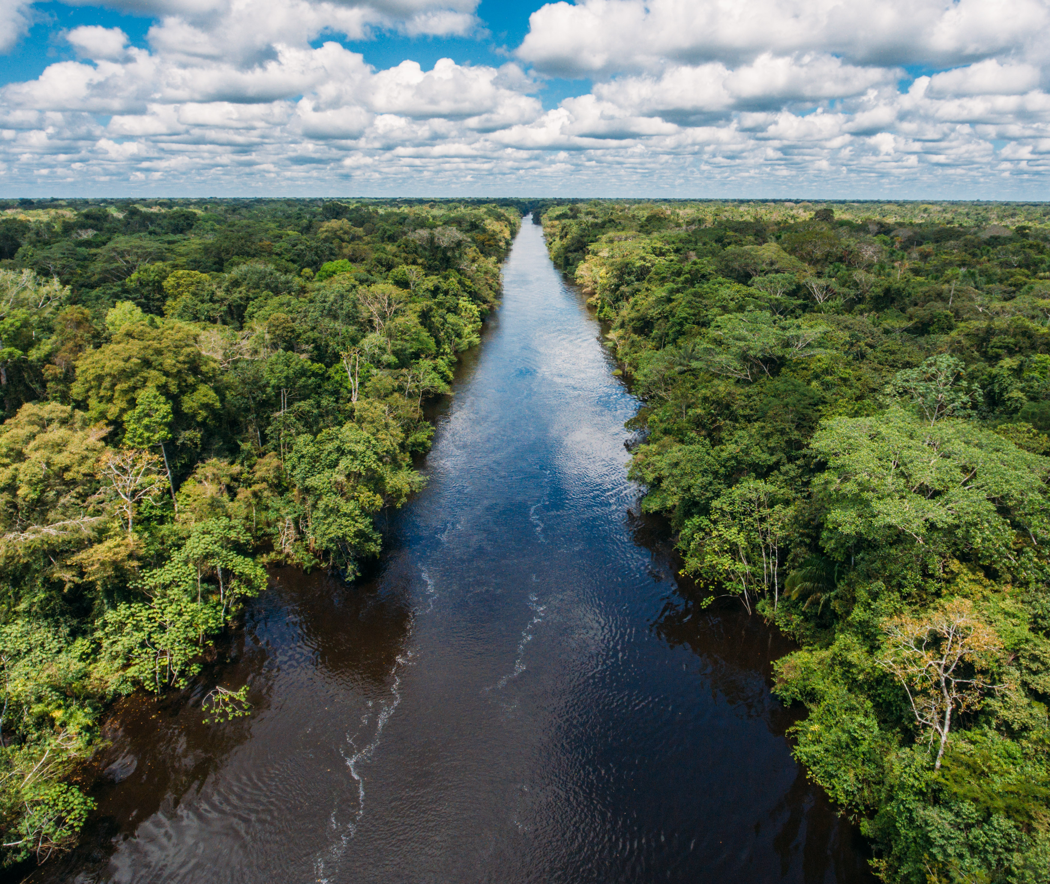 Amazon rainforest