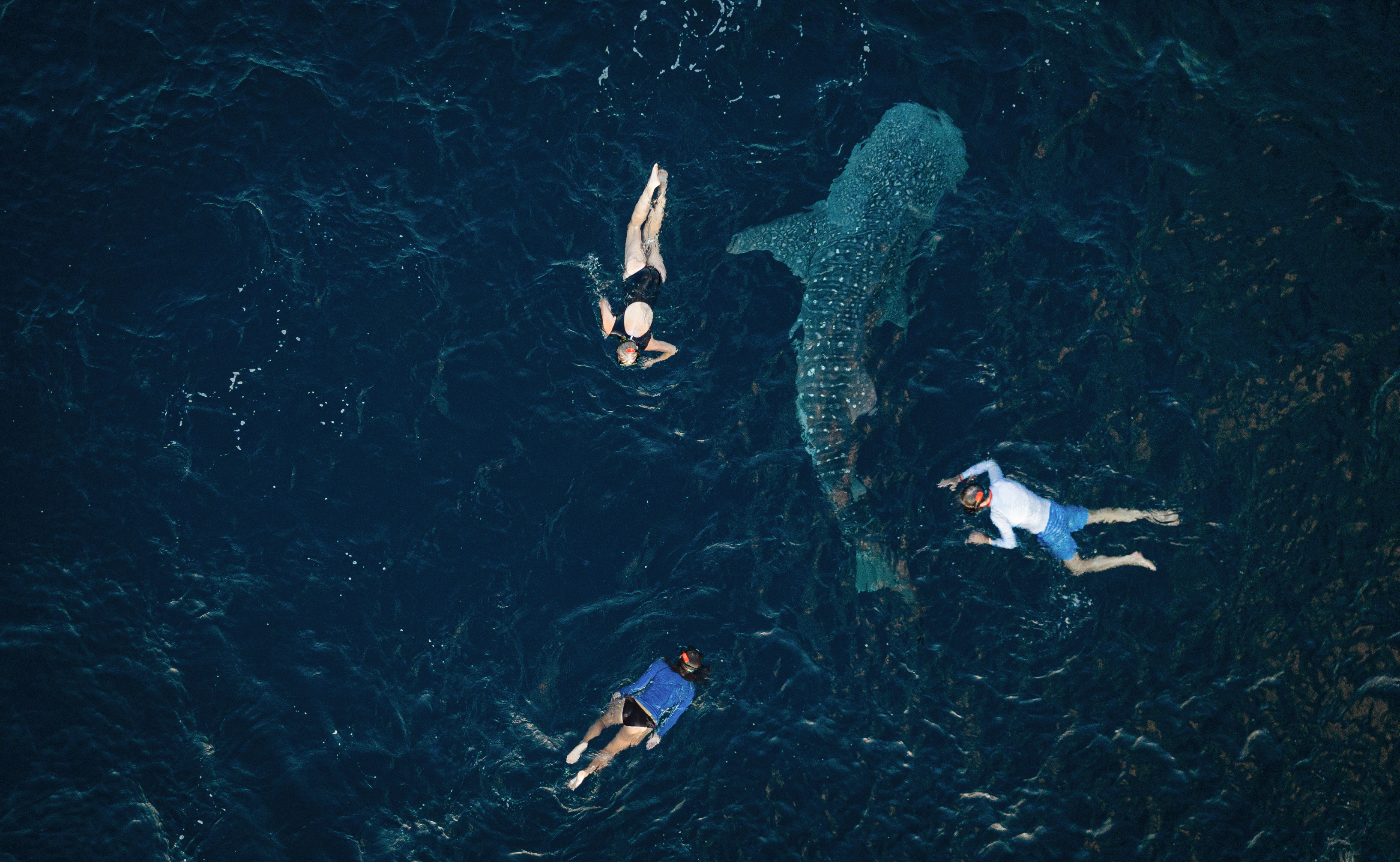 Aqua Blu - Swimming with whalesharks 