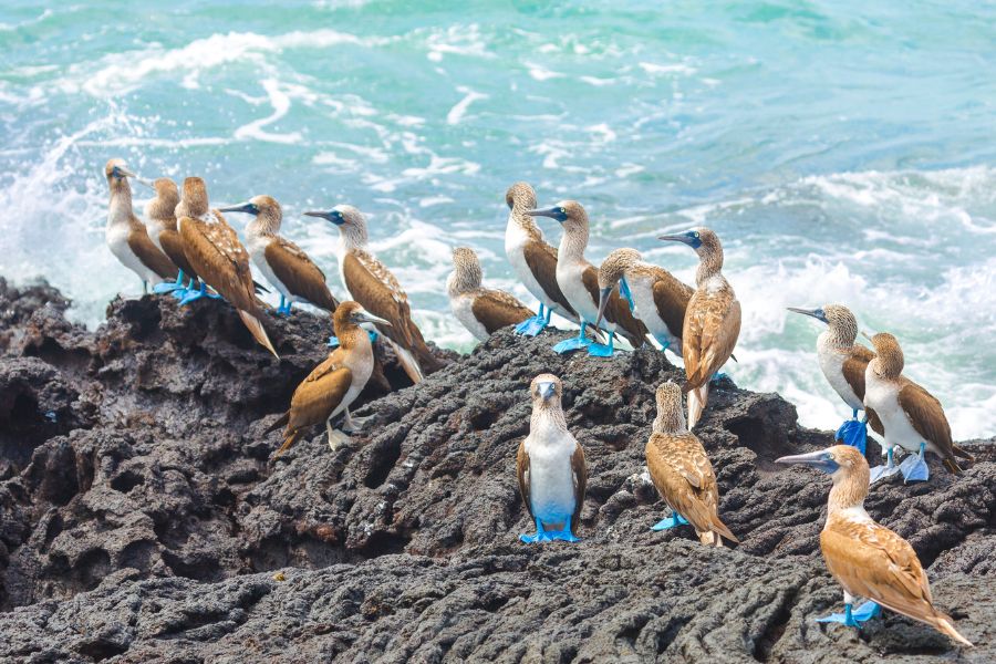 blue footed boobies