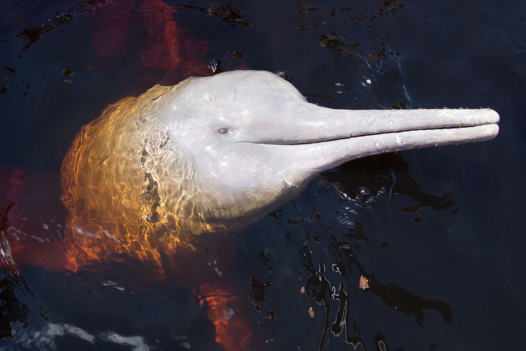 Amazon pink dolphin