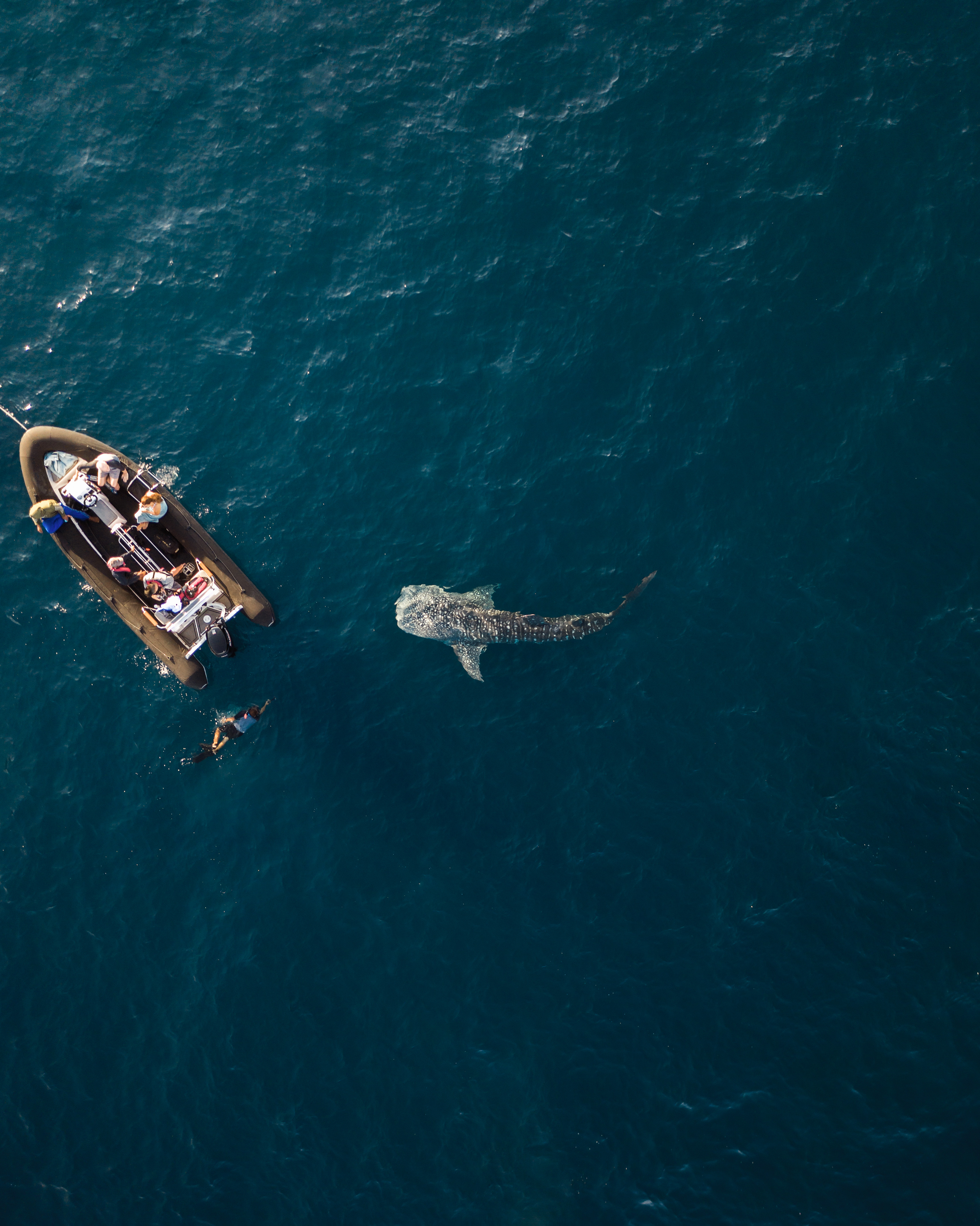 Aqua Expeditions -  Wildlife adventure