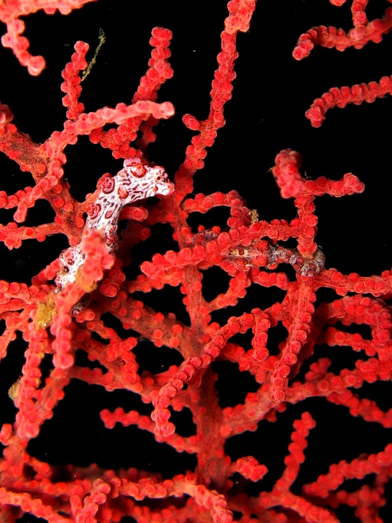 Raja Ampat cruise