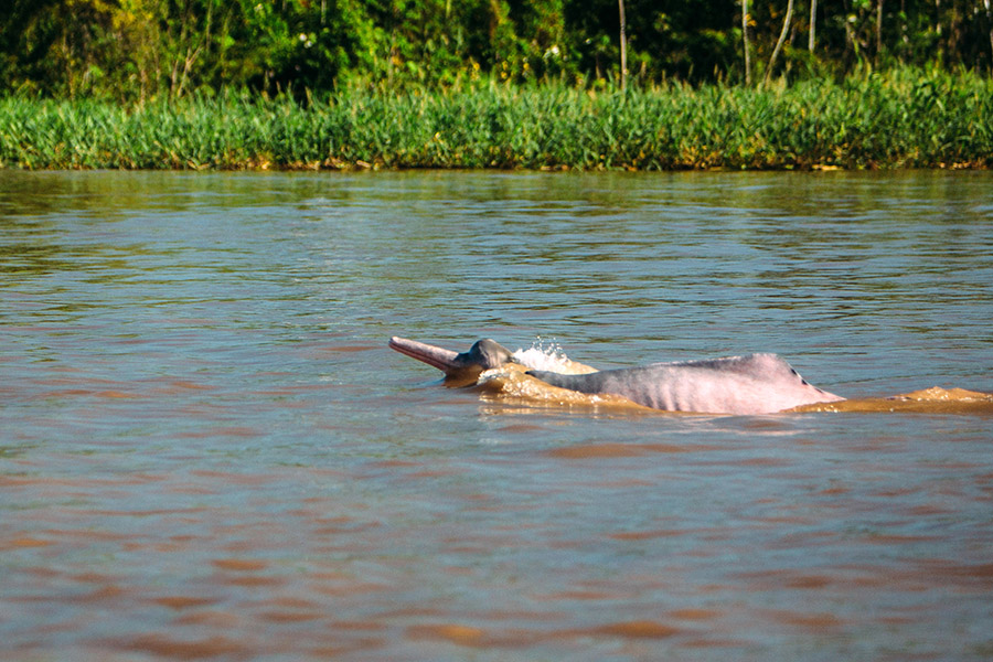 Amazon pink dolphin