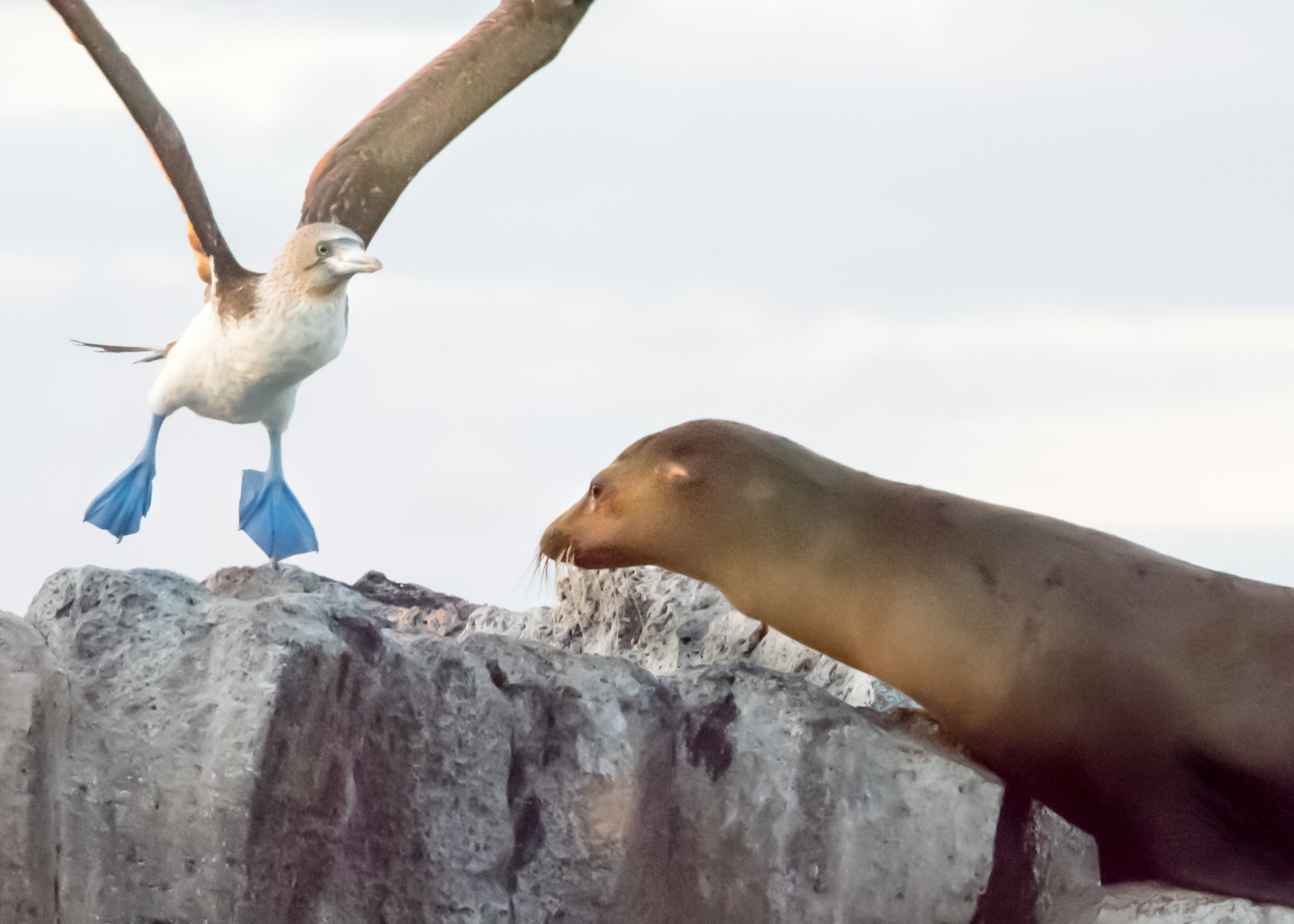 Blue Footed Booby