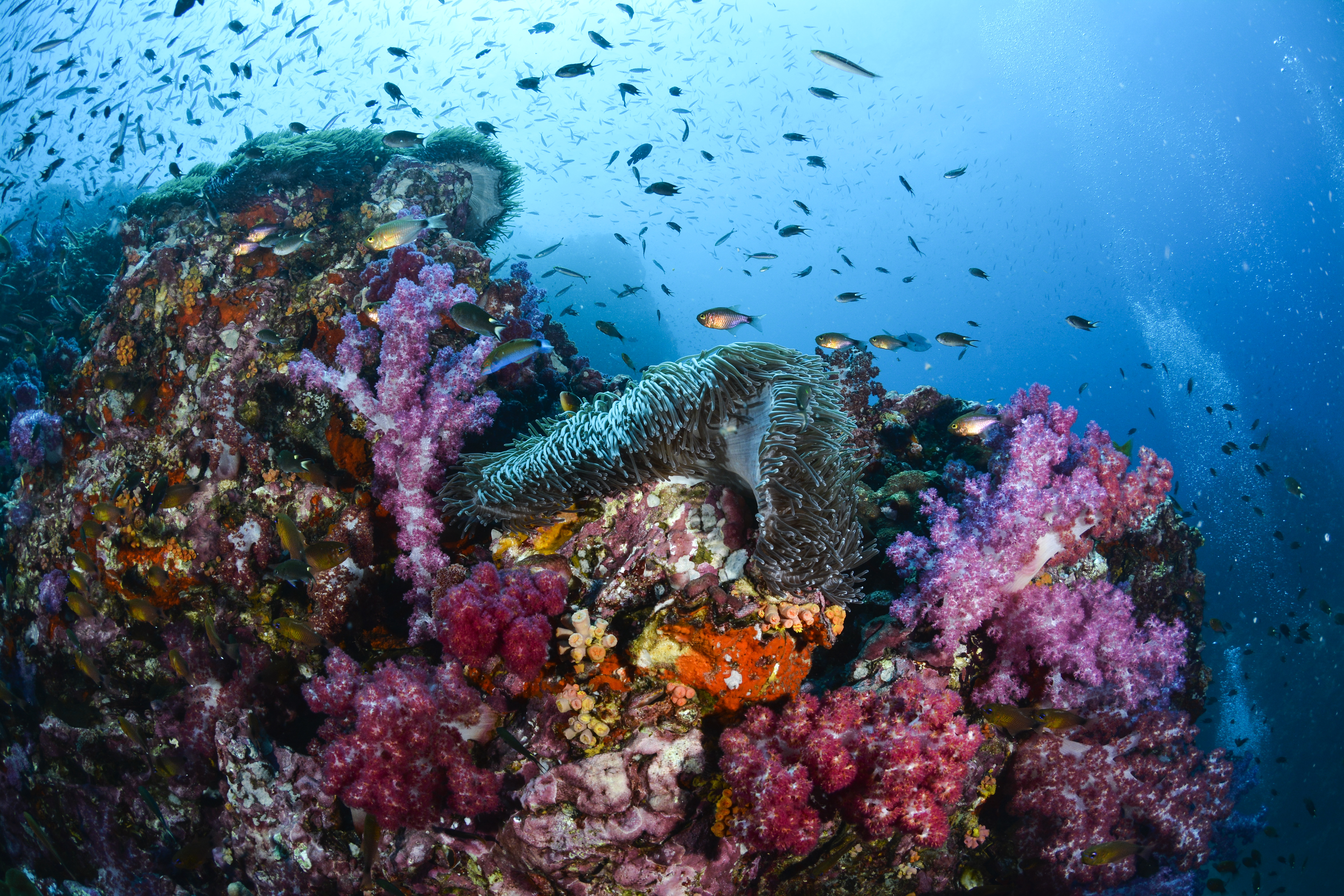 Ambon & Spice Islands Cruise
