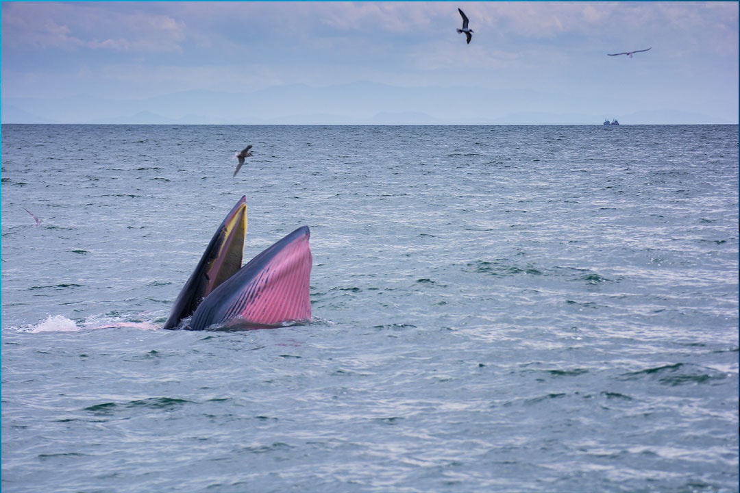 Bryde’s Whale