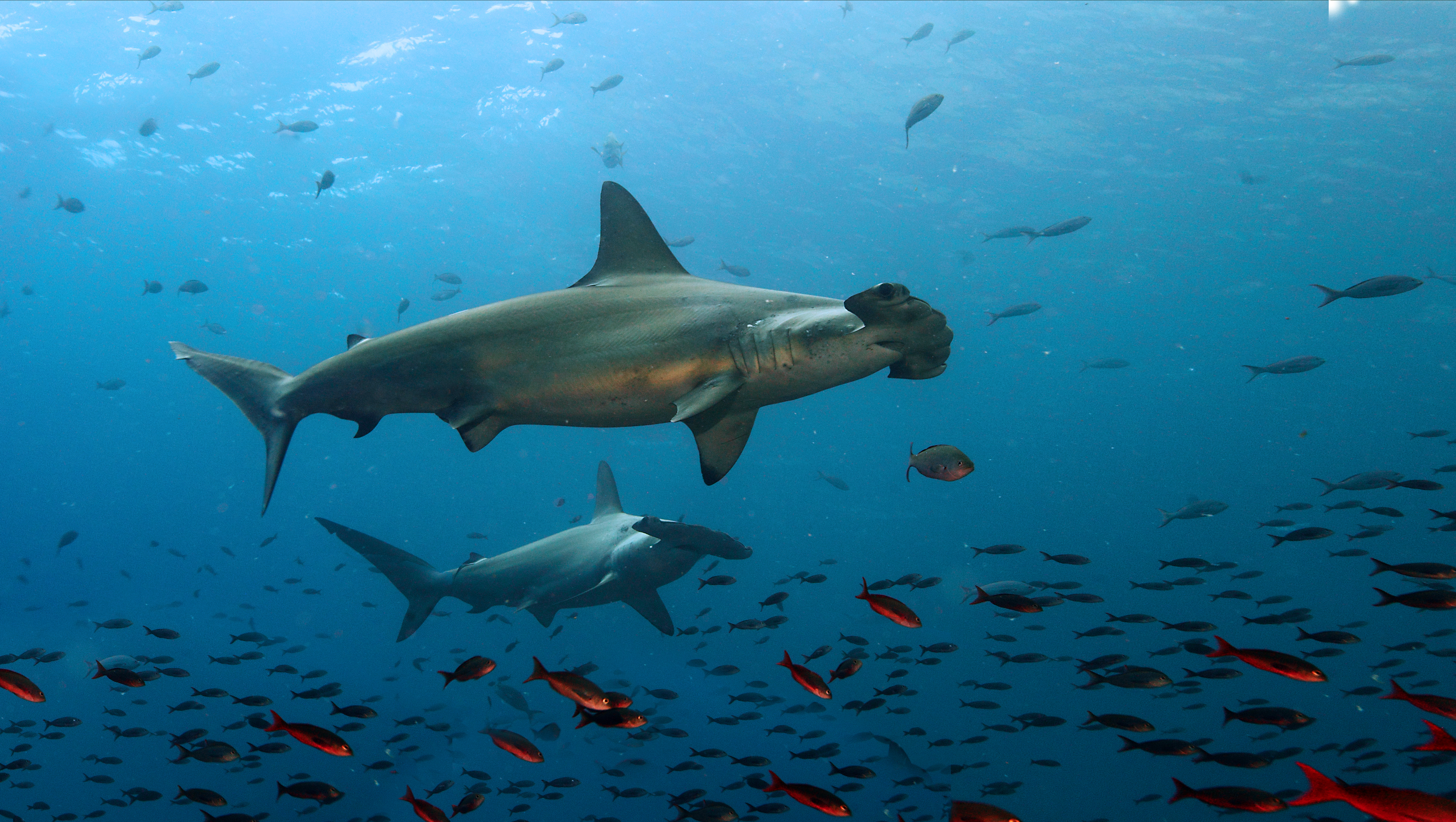 Hammerhead Shark