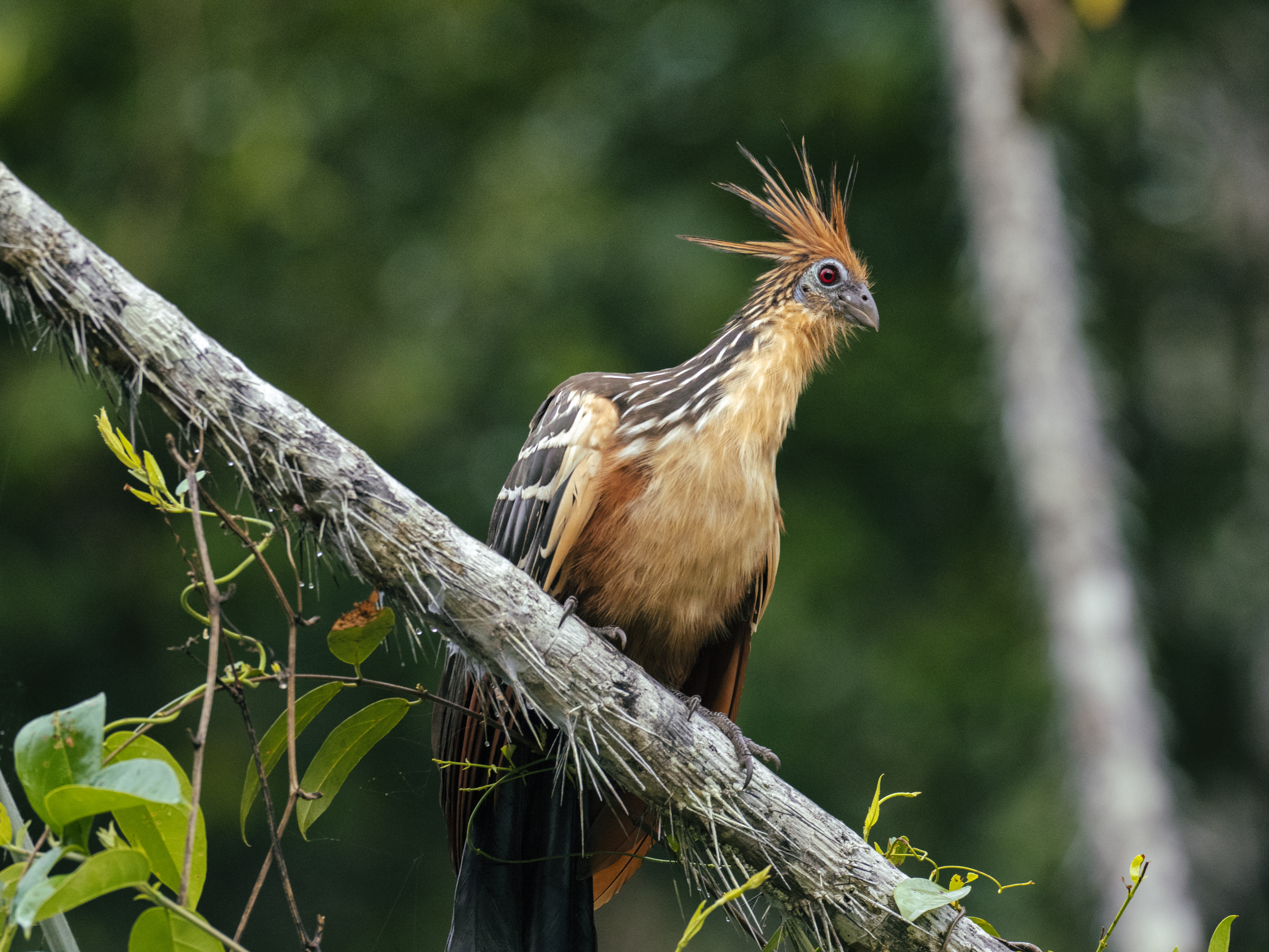 Hoatzin birds