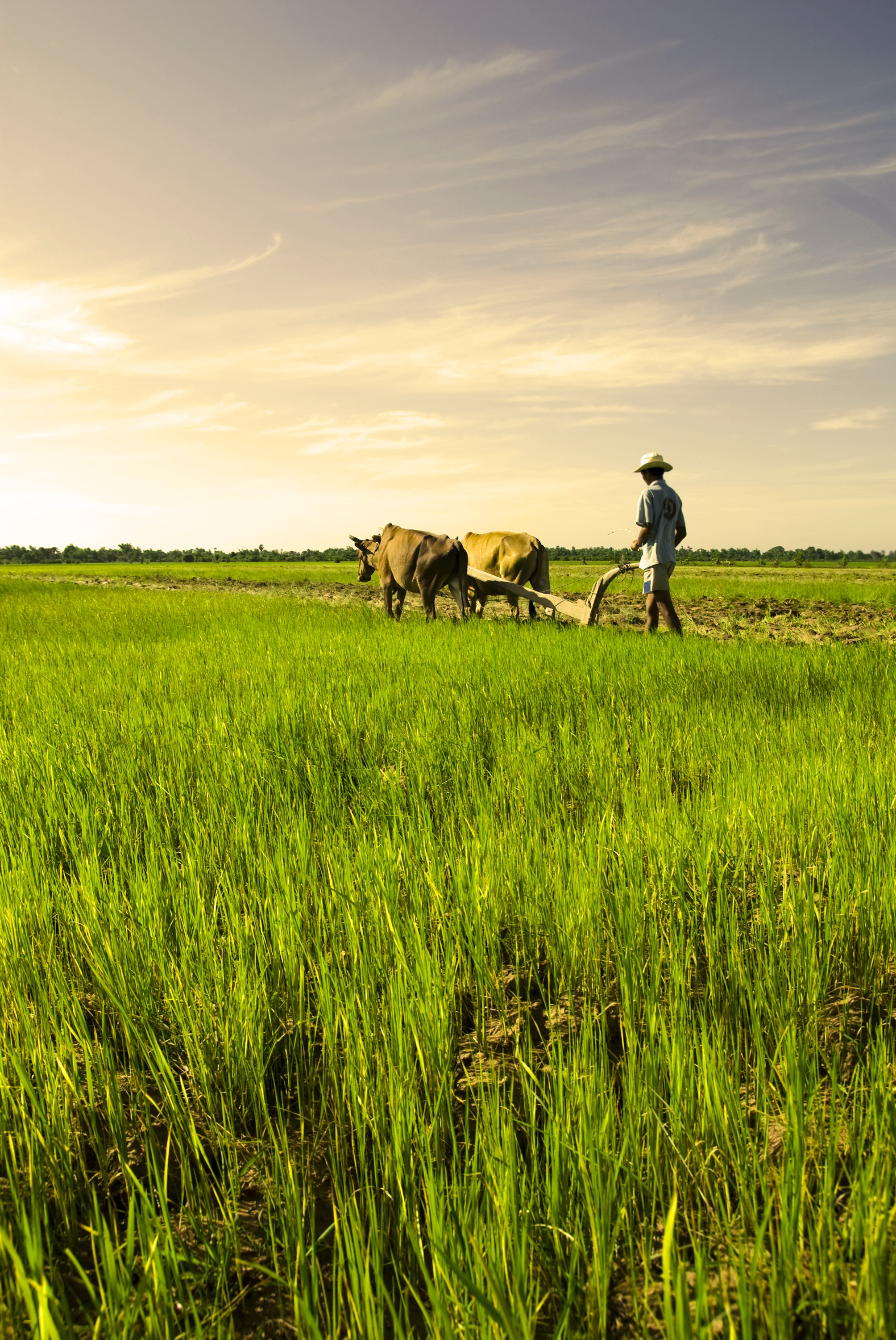 Rice: Vietnam and Cambodia’s Sacred Ingredient