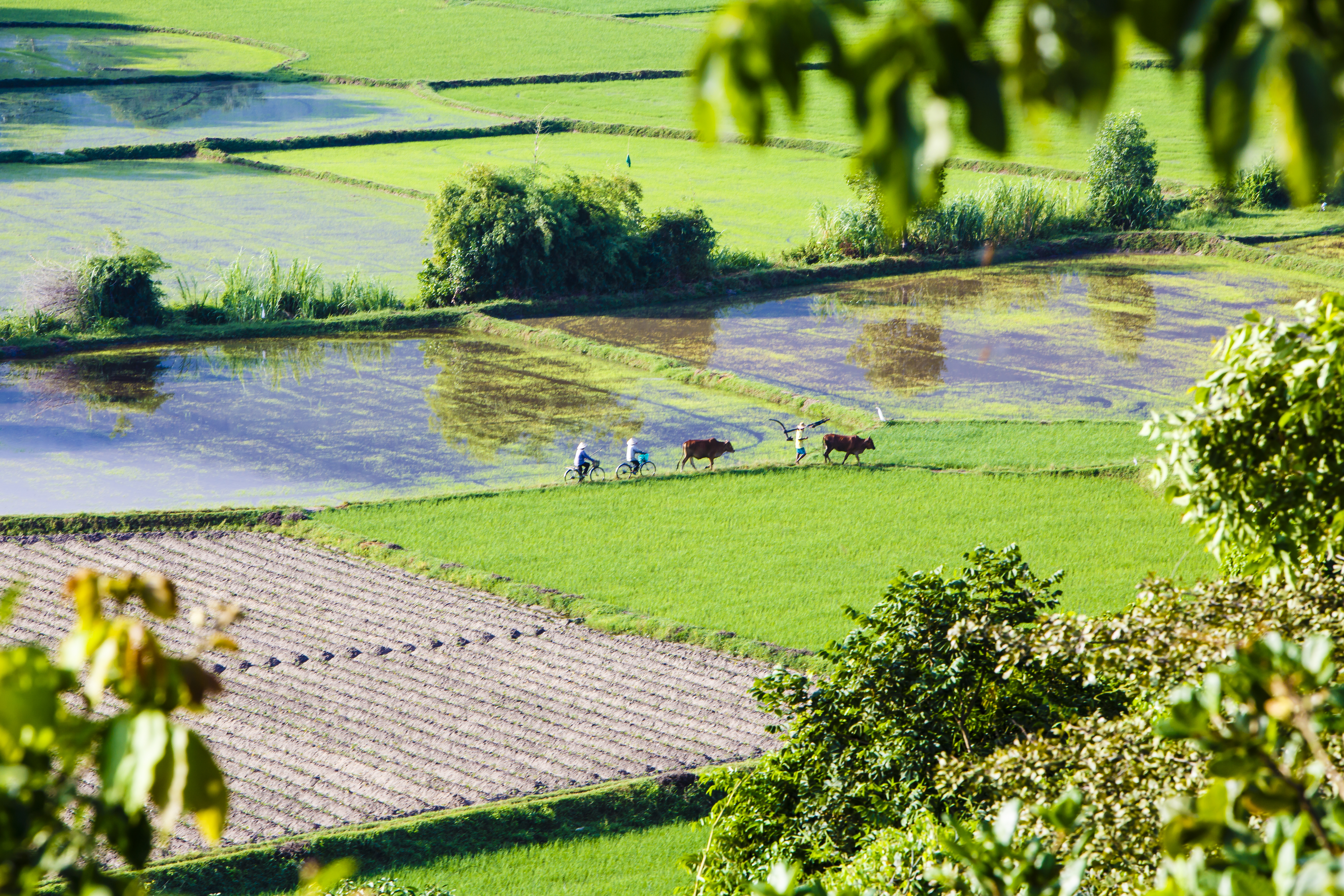 Rice: Vietnam and Cambodia’s Sacred Ingredient