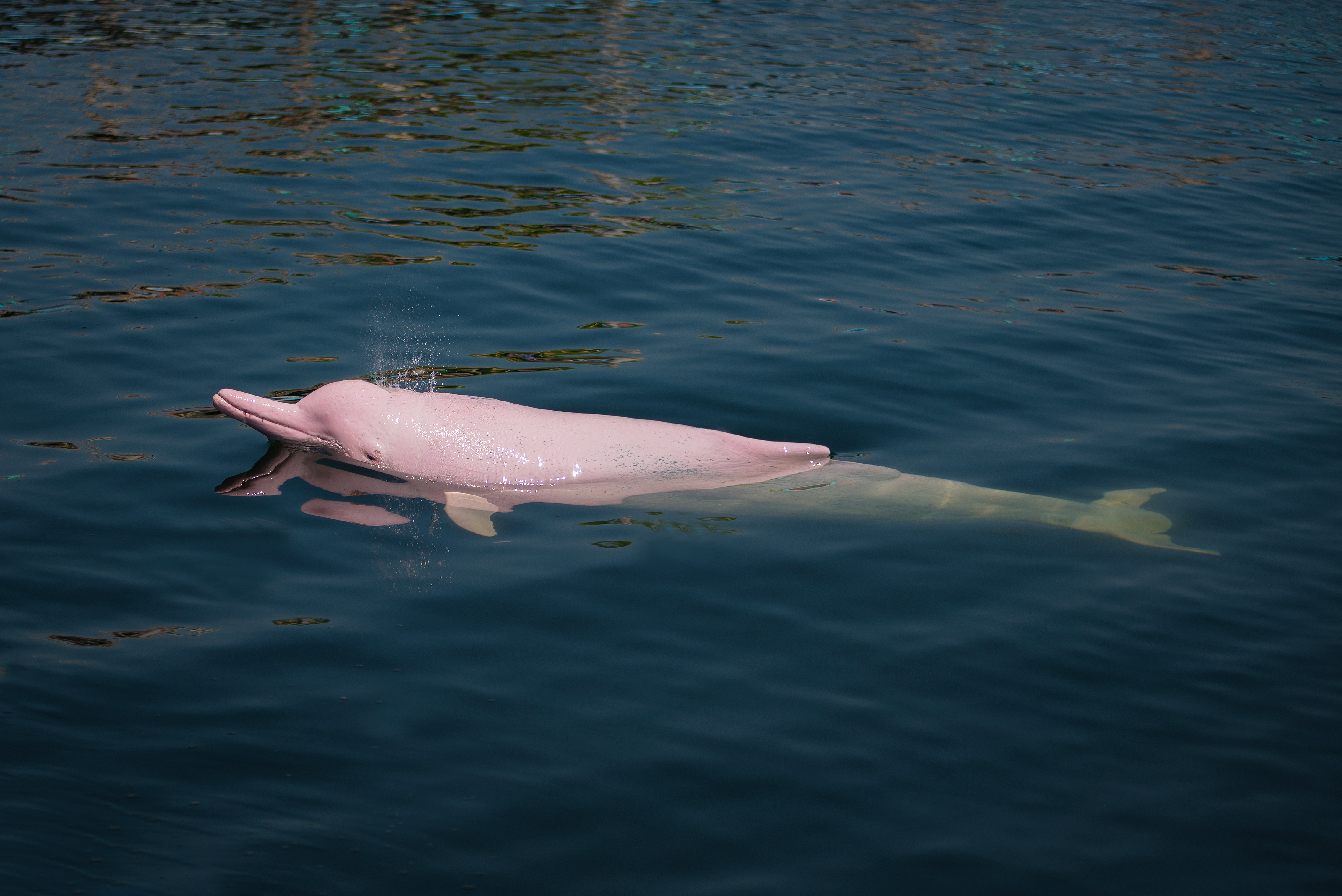 5 Amazing Facts about the Amazon Pink River Dolphin | Aqua Expeditions