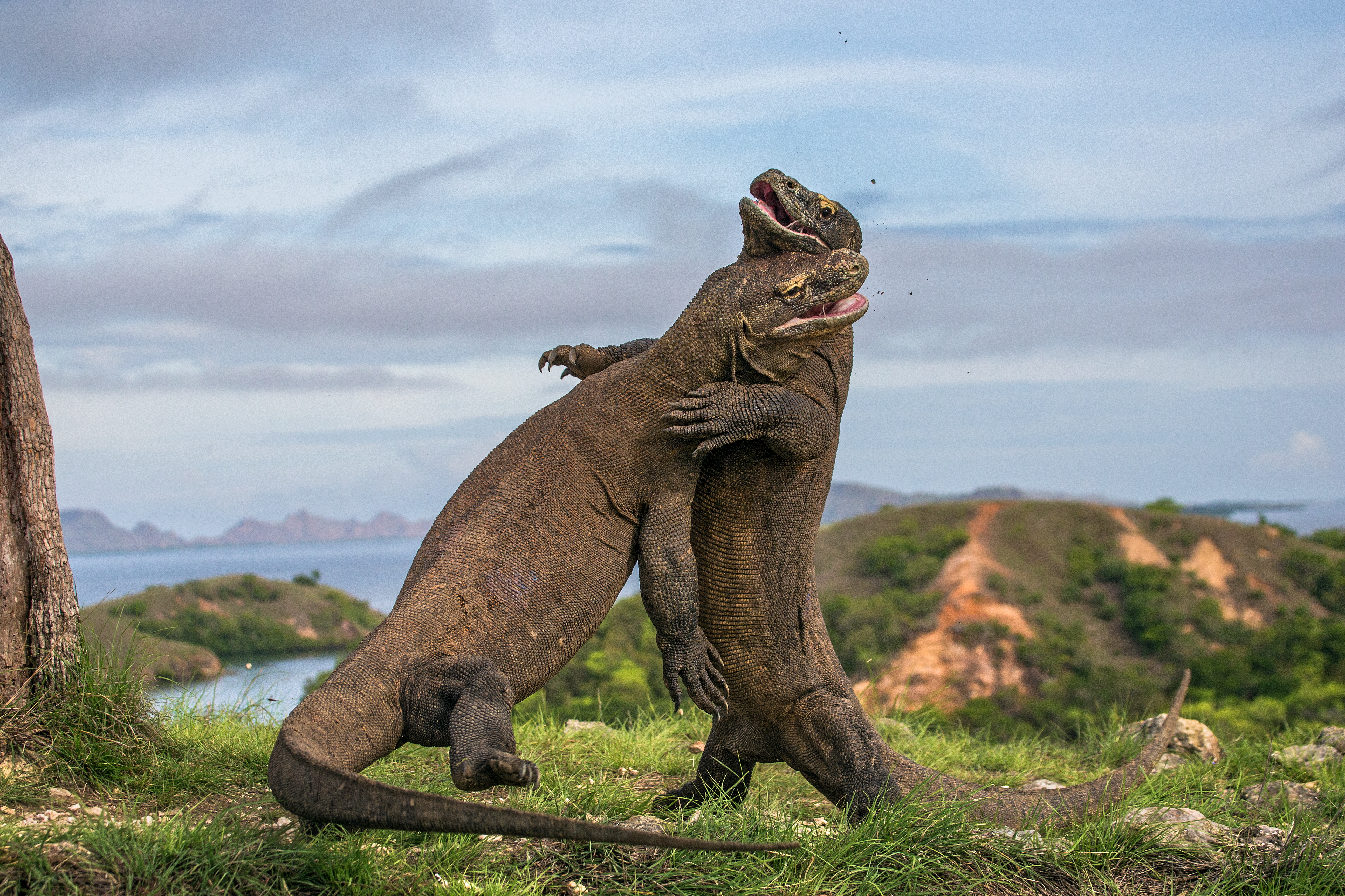 Komodo Dragons sparring