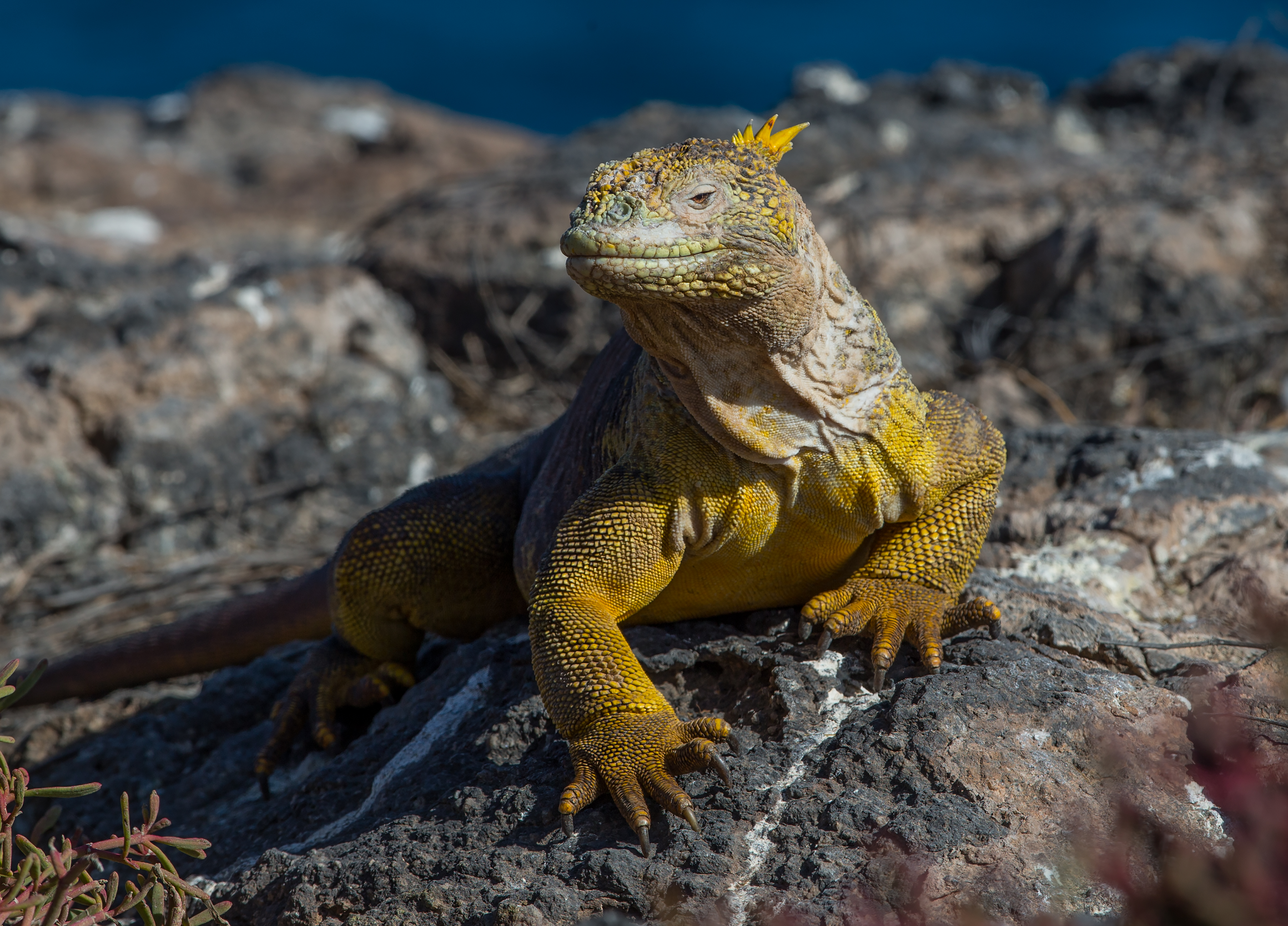 Land Iguana