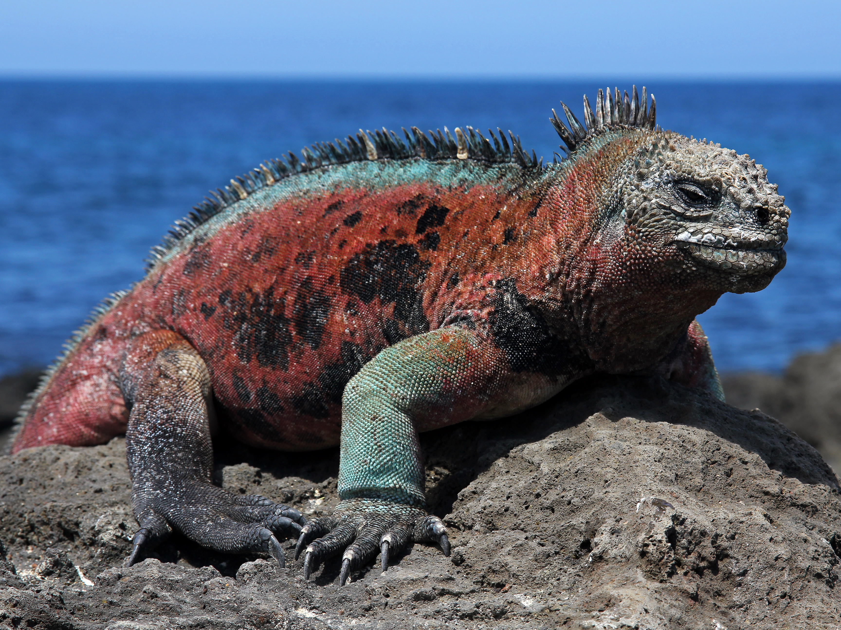 Marine Iguana