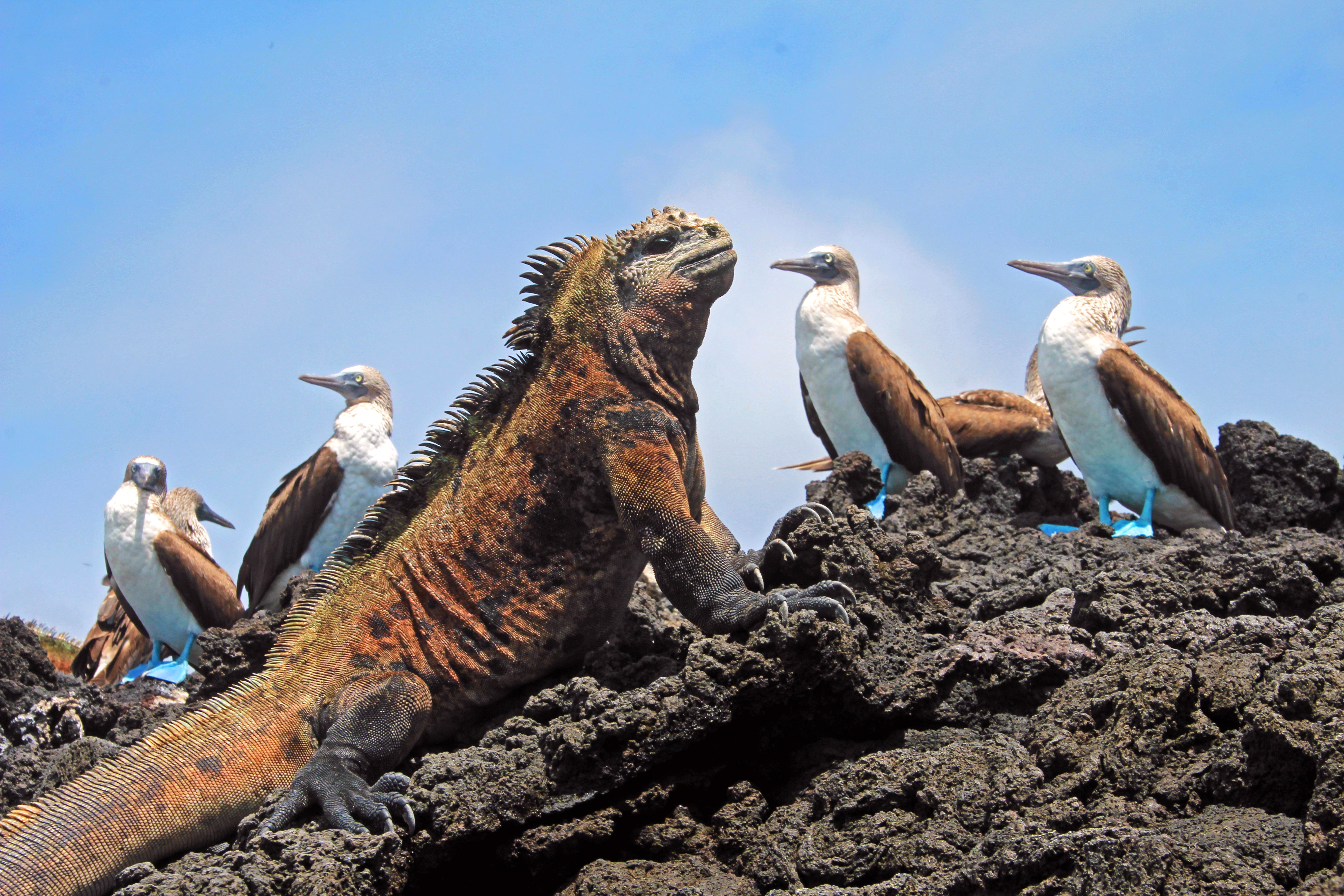Blue Footed Booby