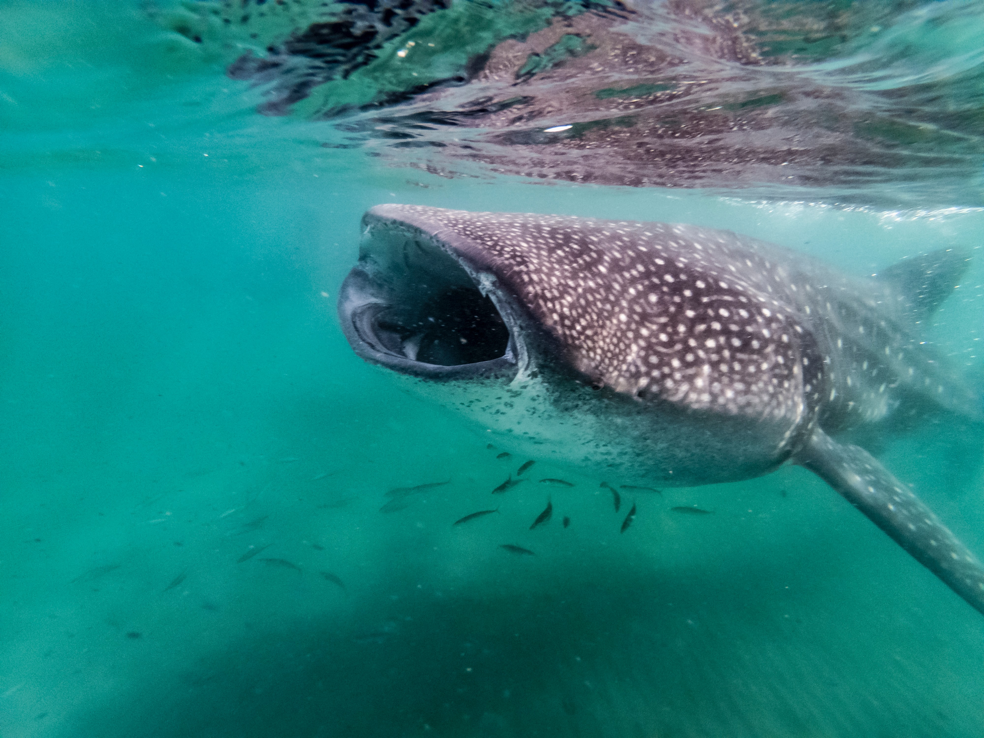 Aqua Blu - Swimming with whalesharks 