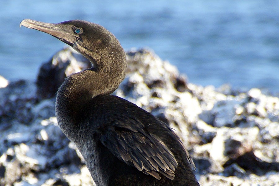  Flightless Cormorant