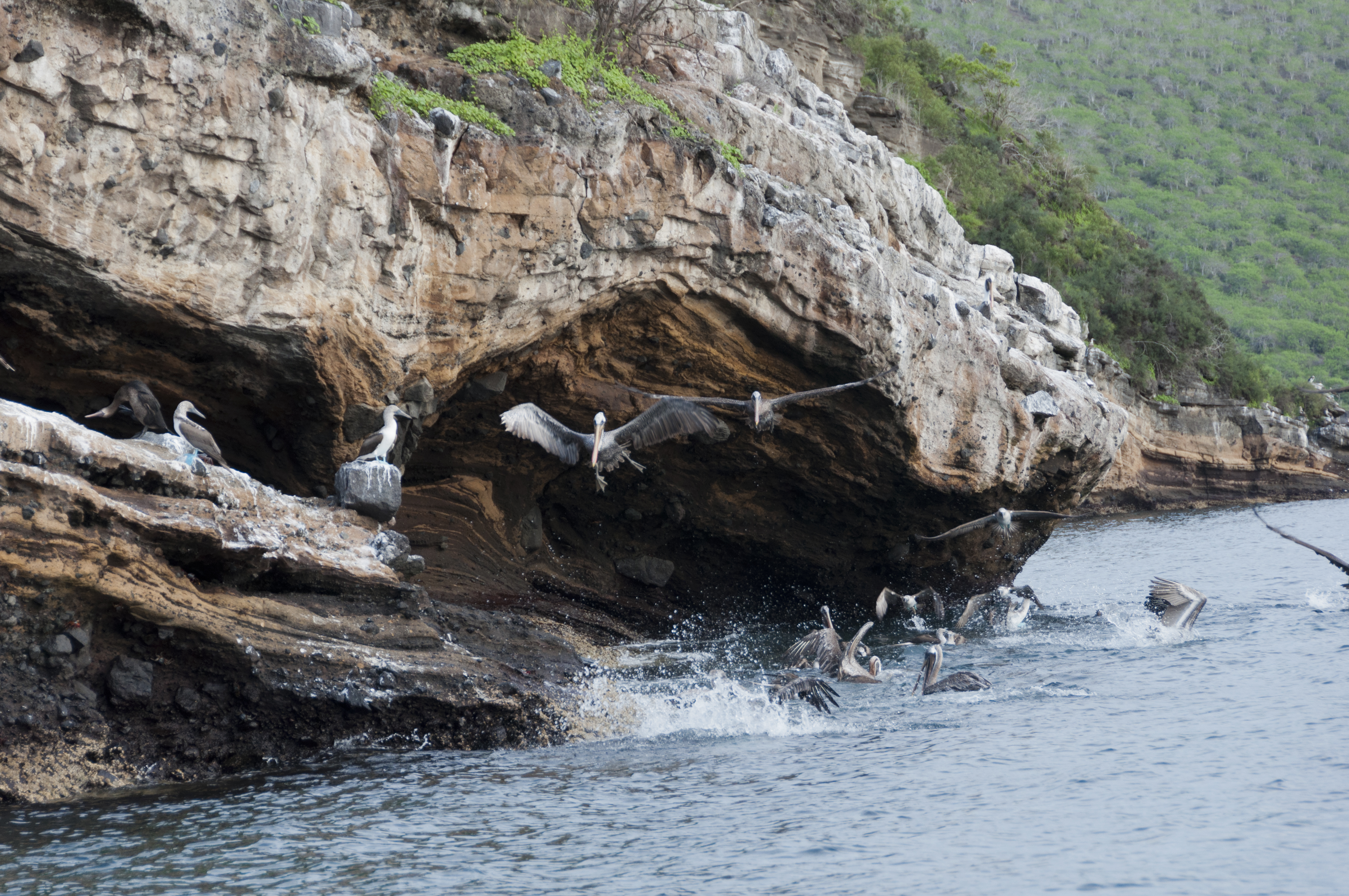 south plaza islands galapagos