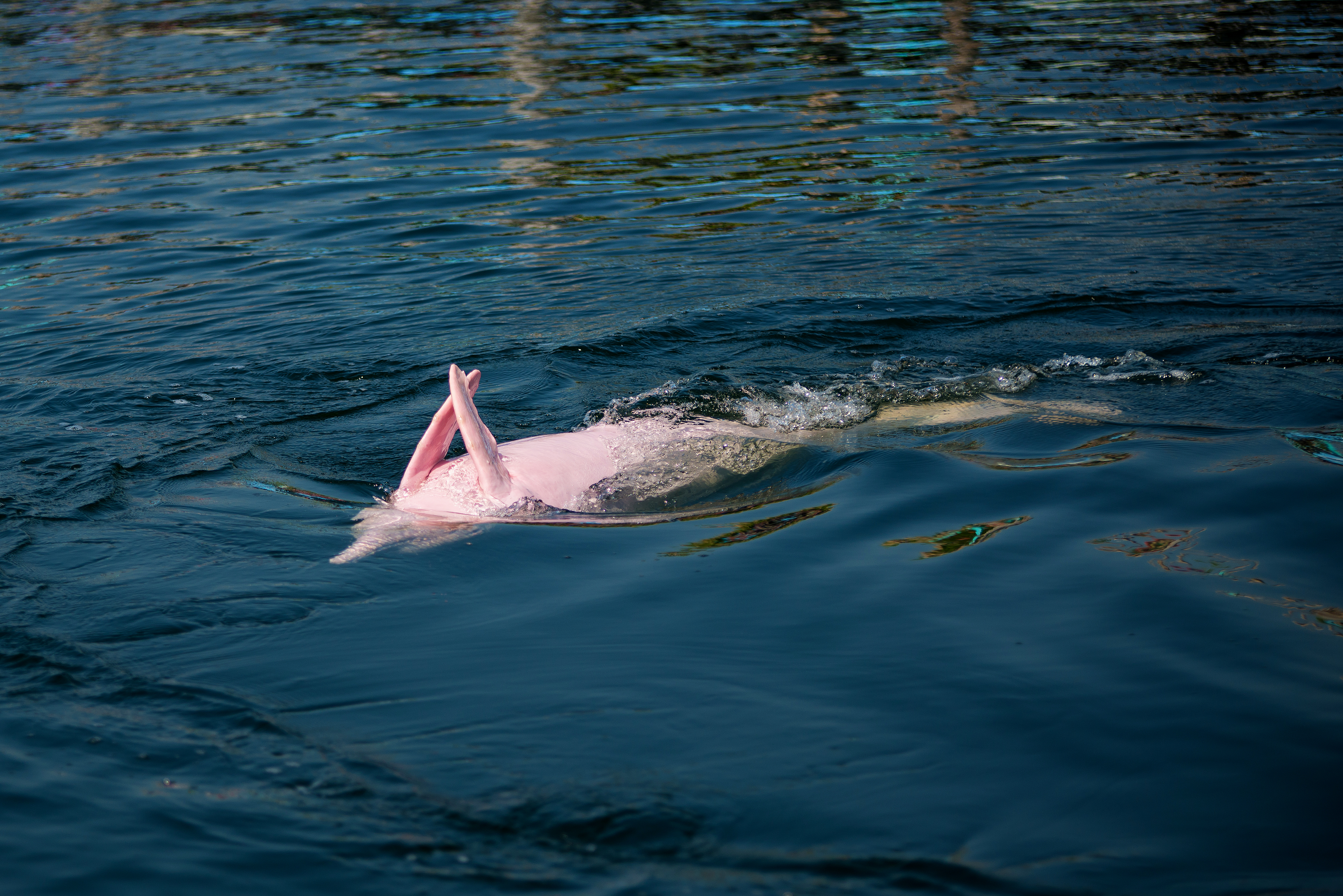 Amazon pink dolphin