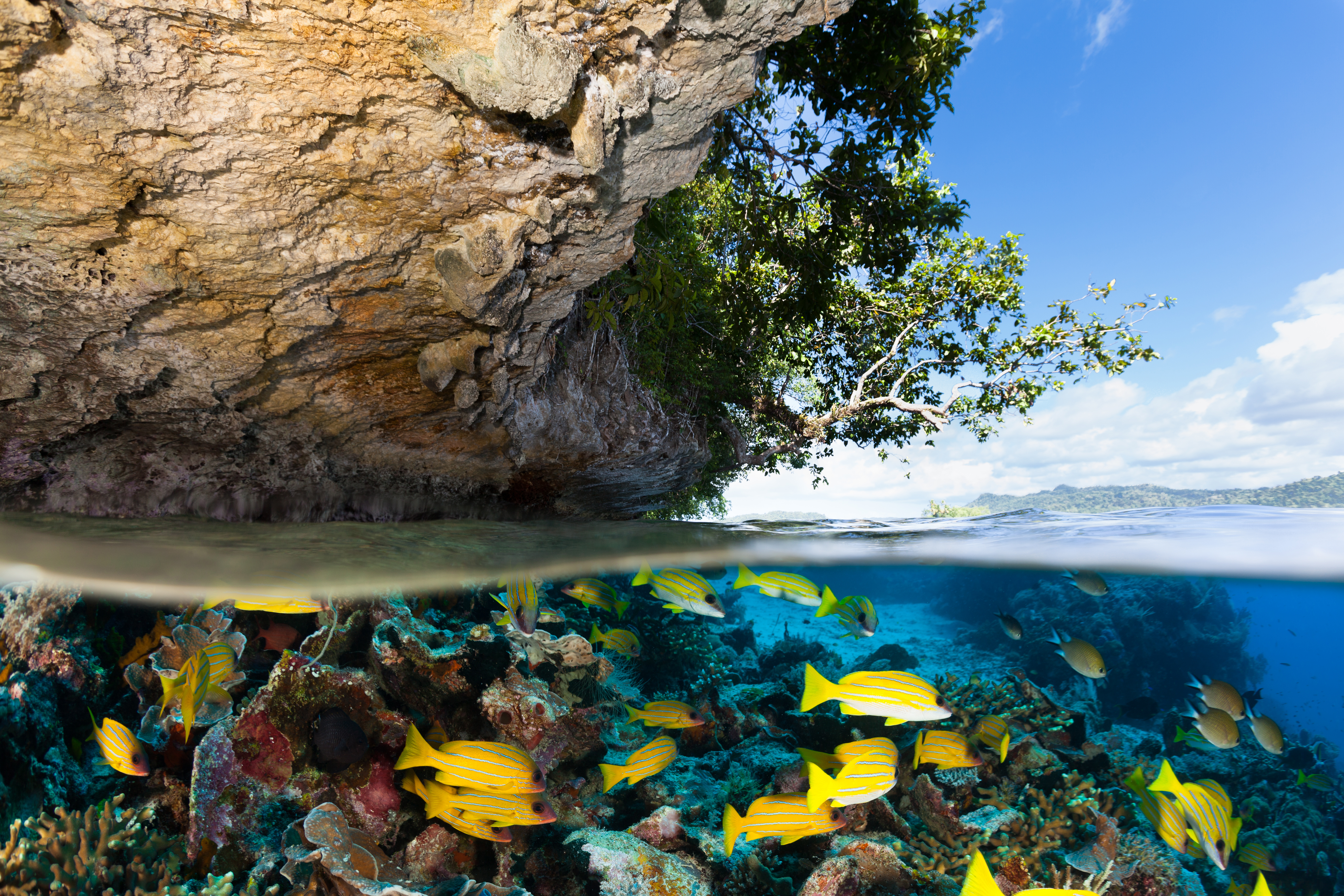 Indonesia cruise