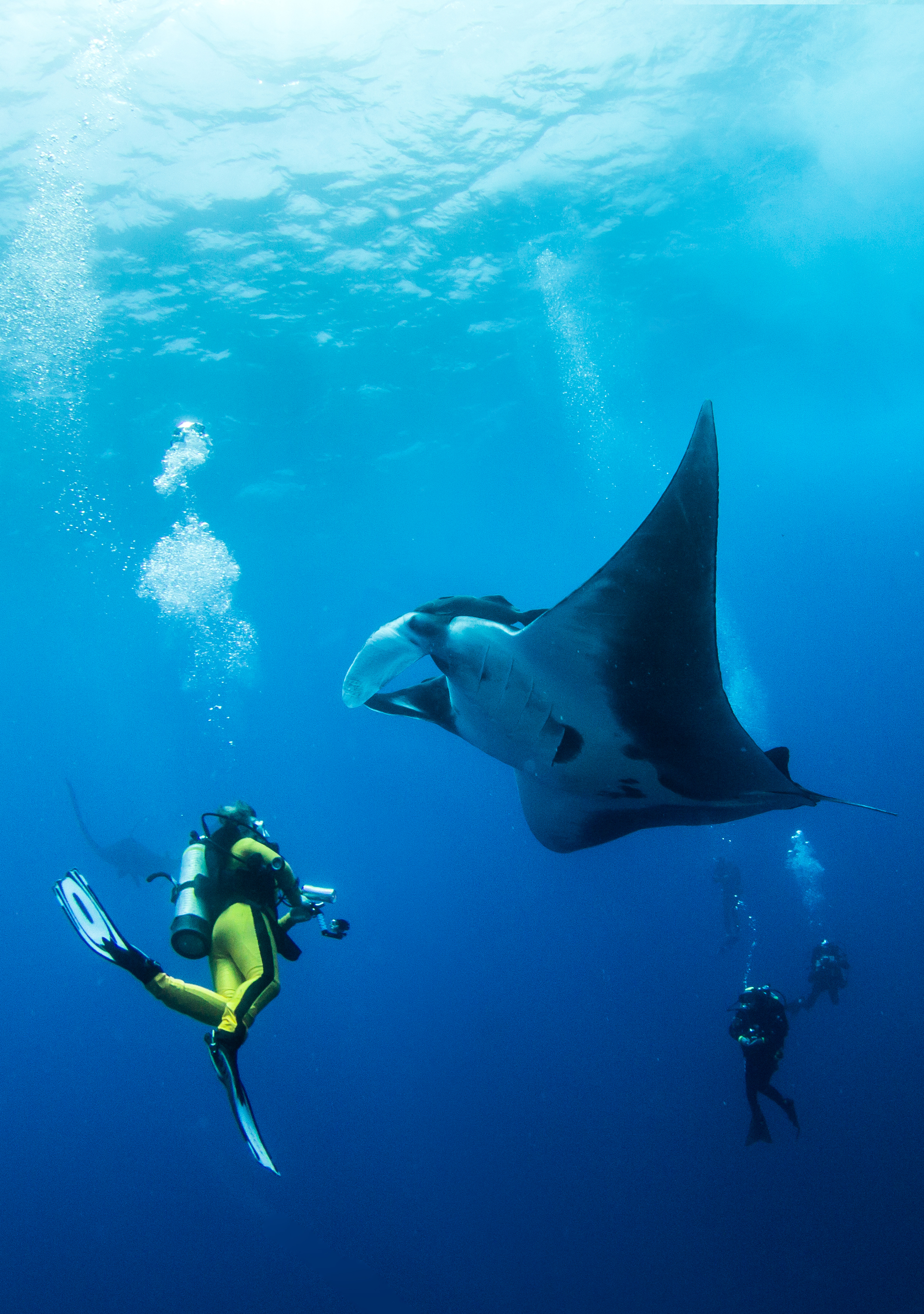 Scuba divers and a ray