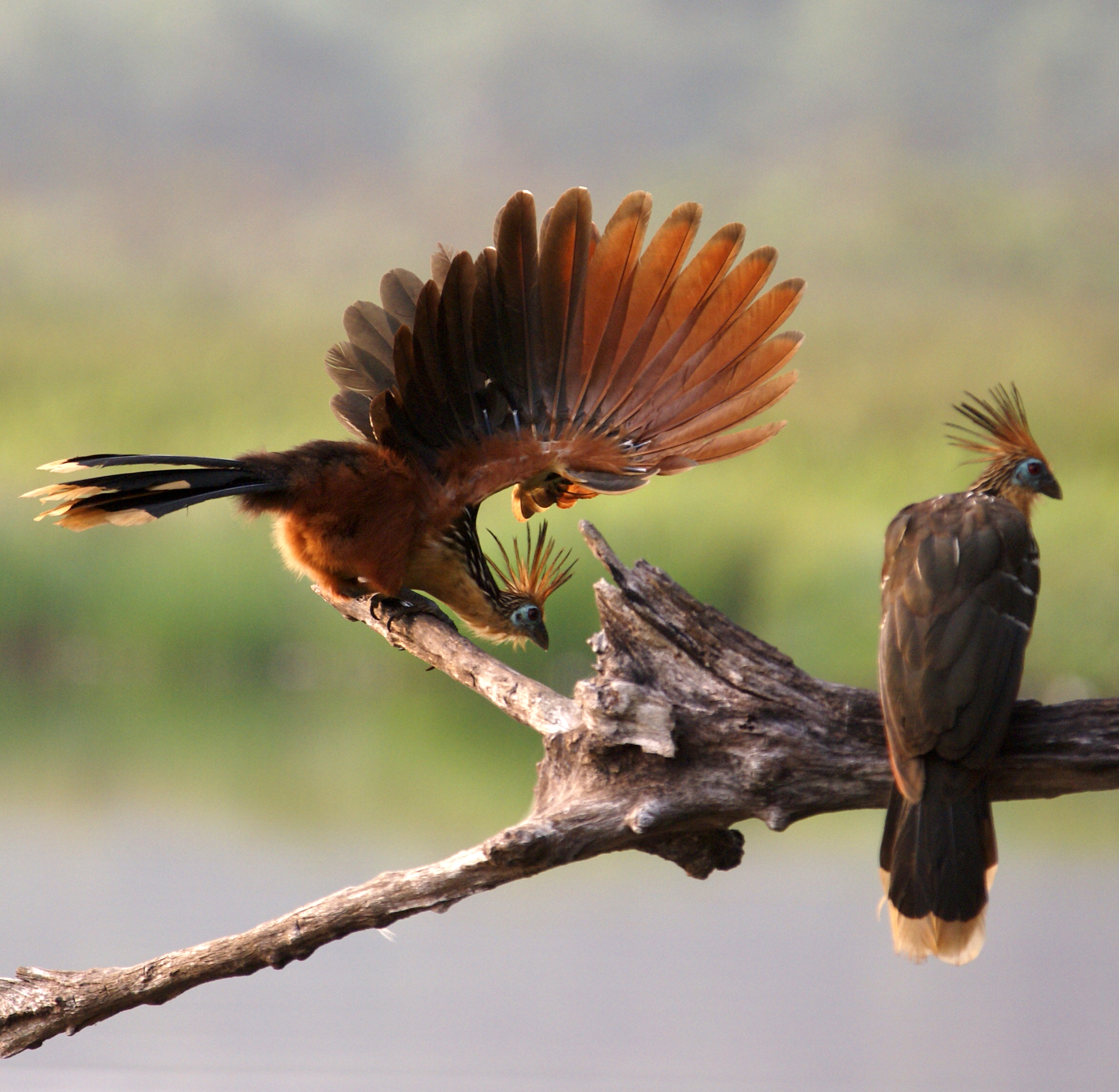 Hoatzin birds