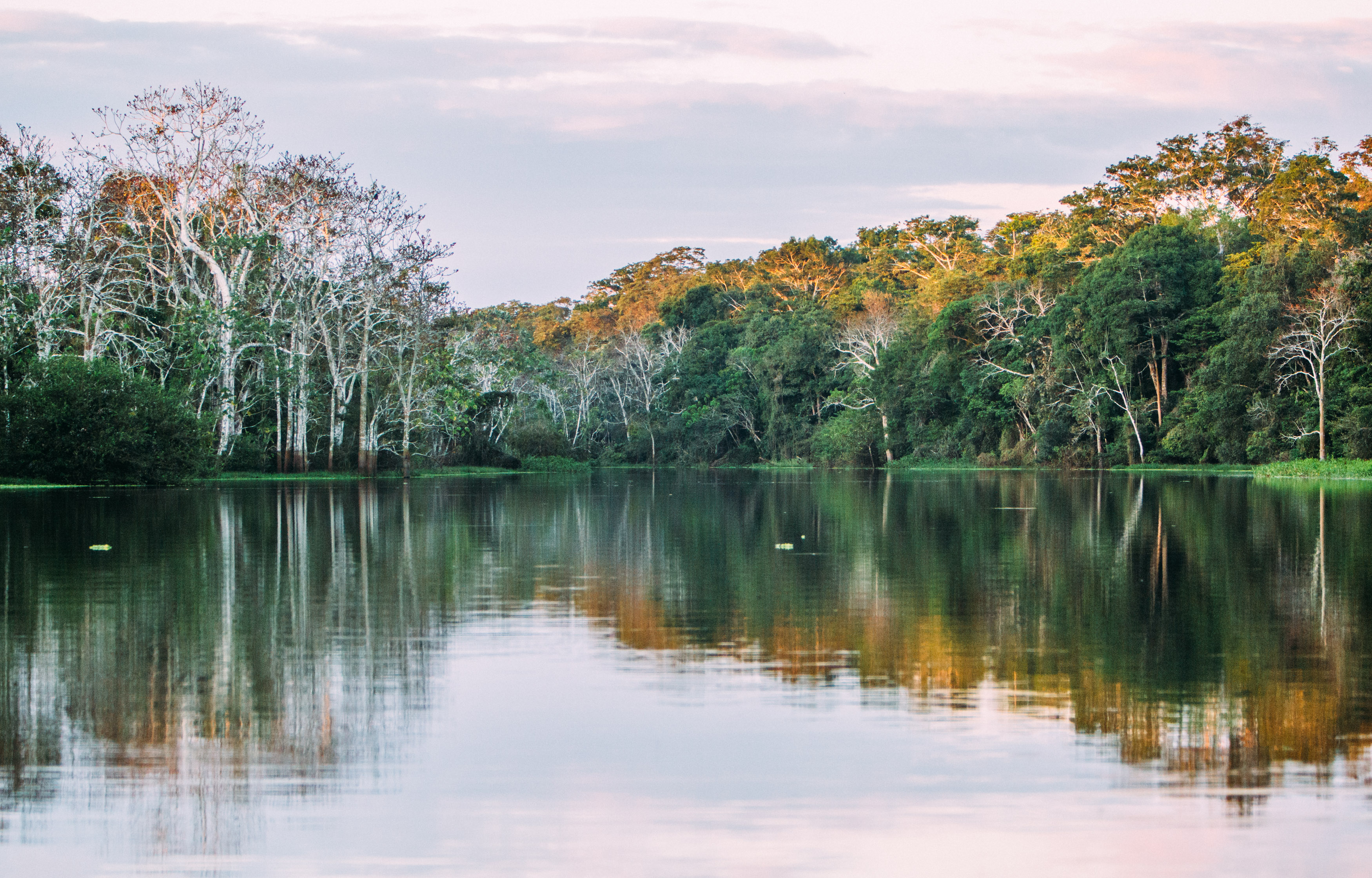 amazon landscape