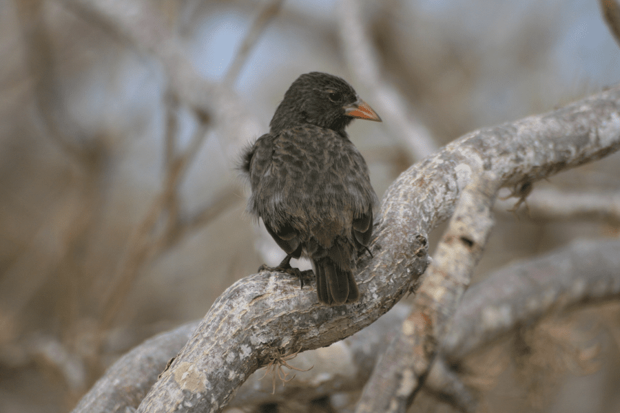 Darwin’s Finches