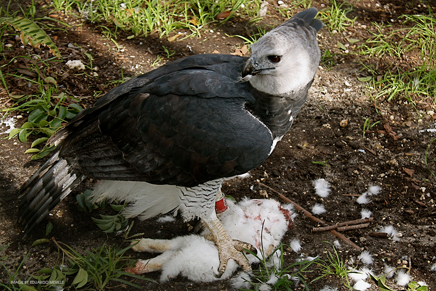 harpy eagle with prey