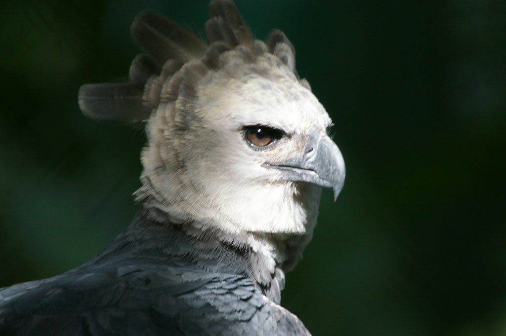 harpy eagle