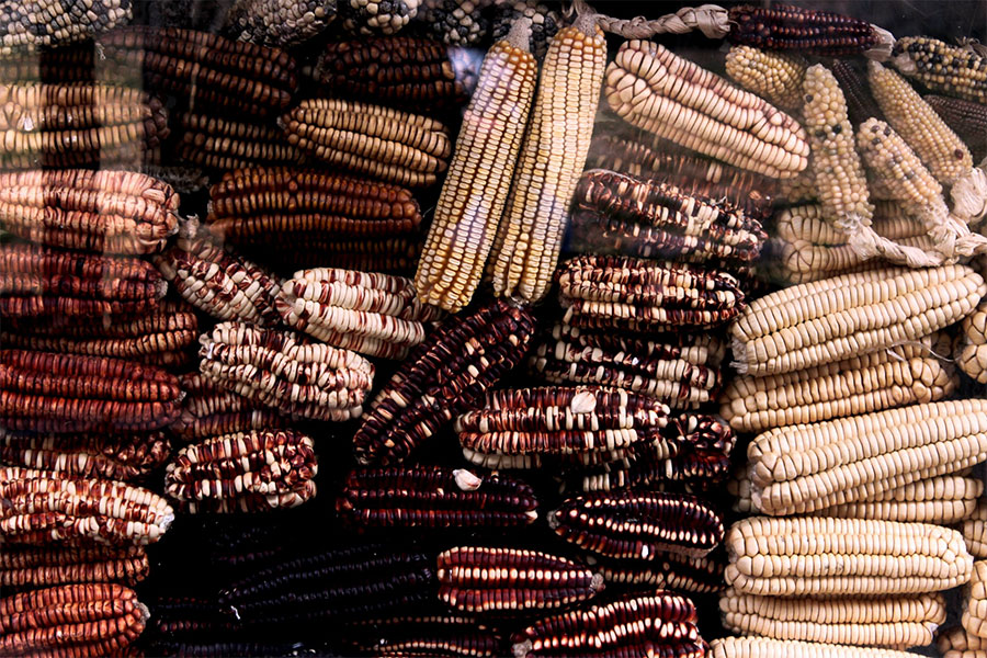 corn