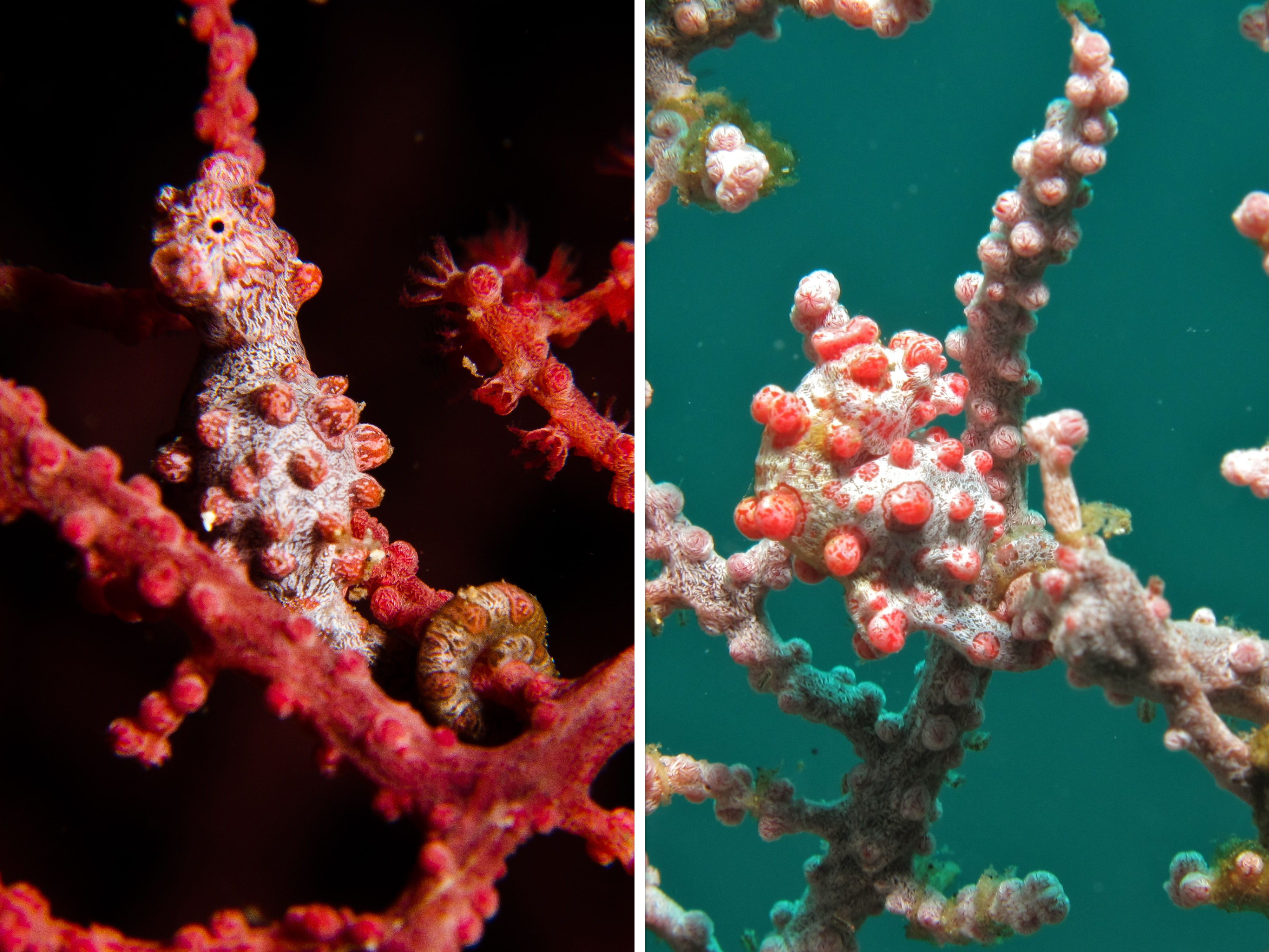 pygmy seahorse collage