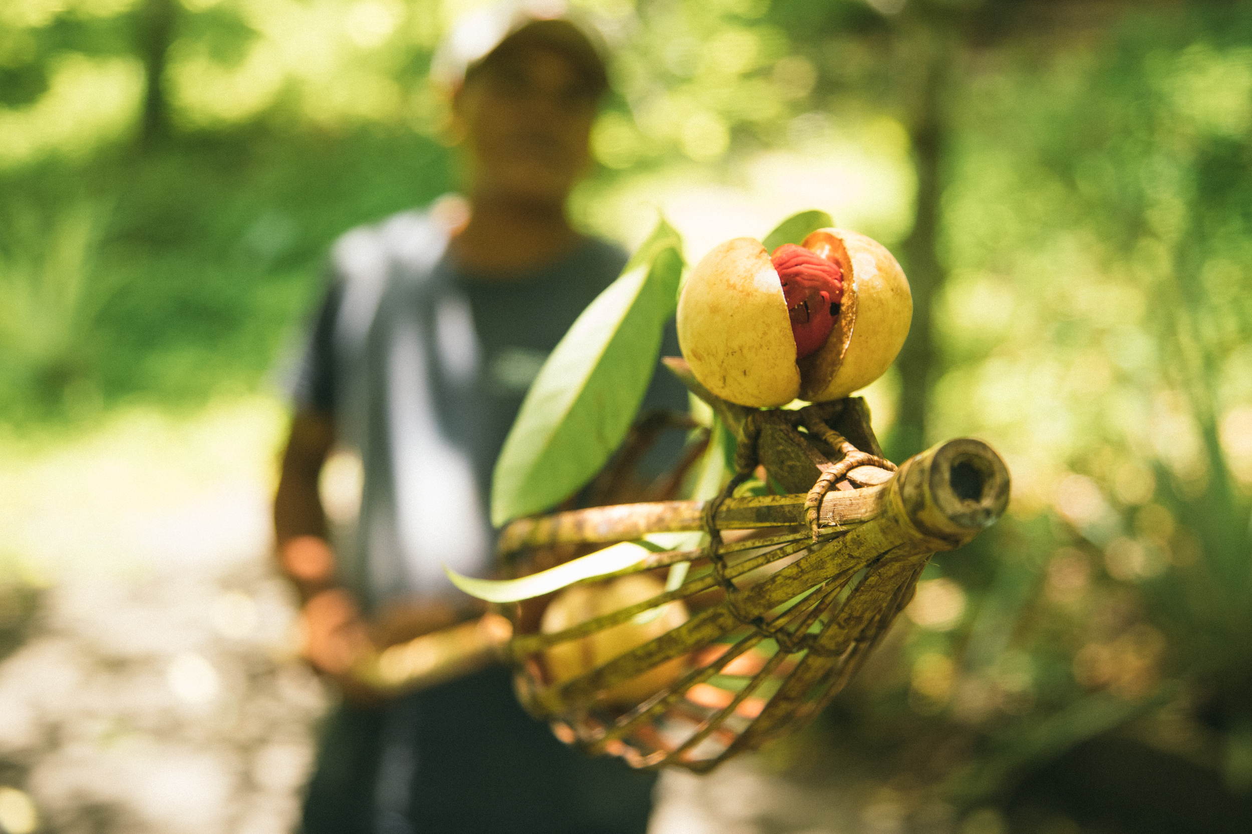 Spice Islands - Nutmeg Plantation