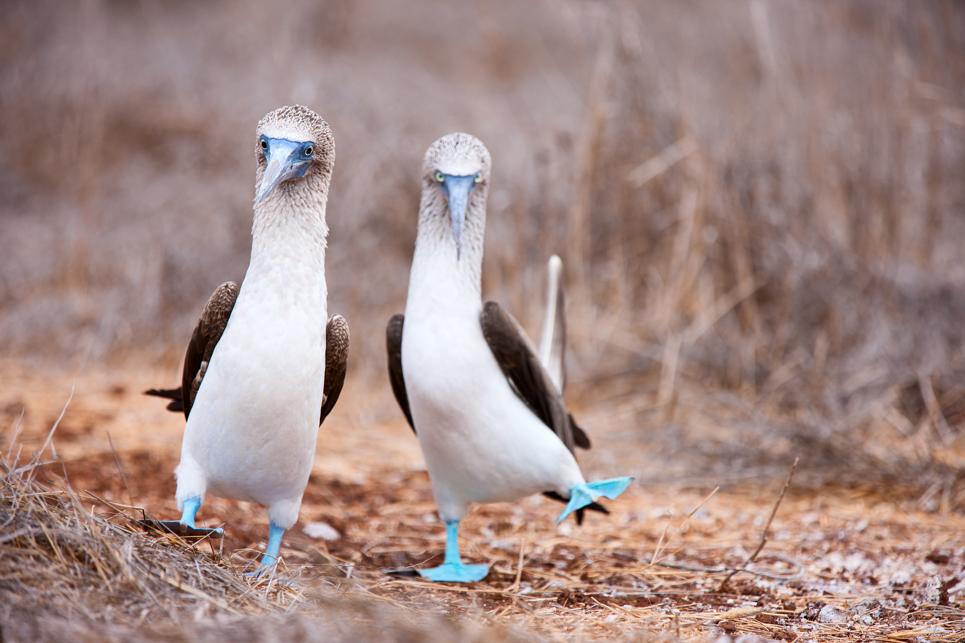 blue-footed-booby-mating-dance