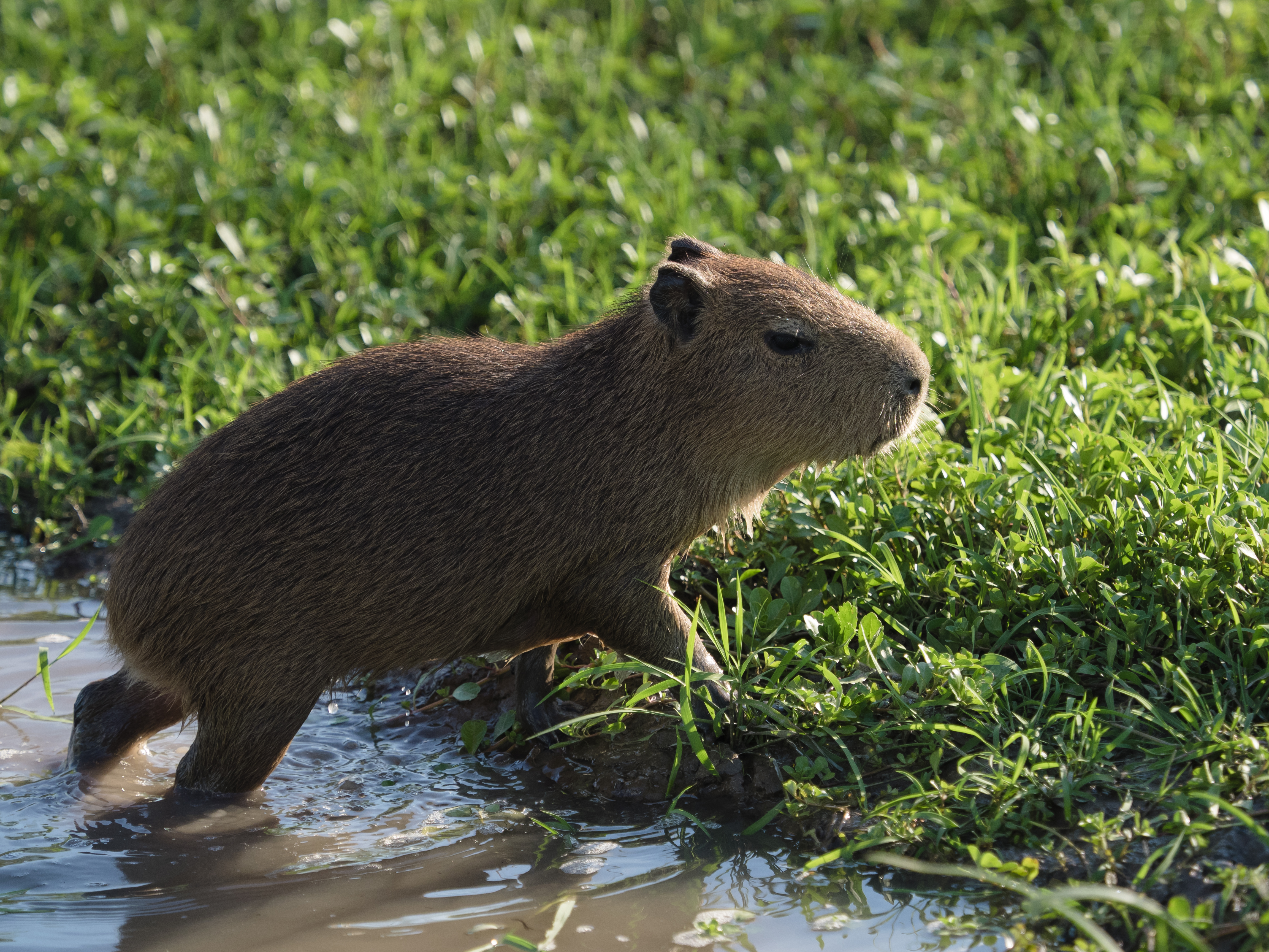 capybara-ibera-wetland