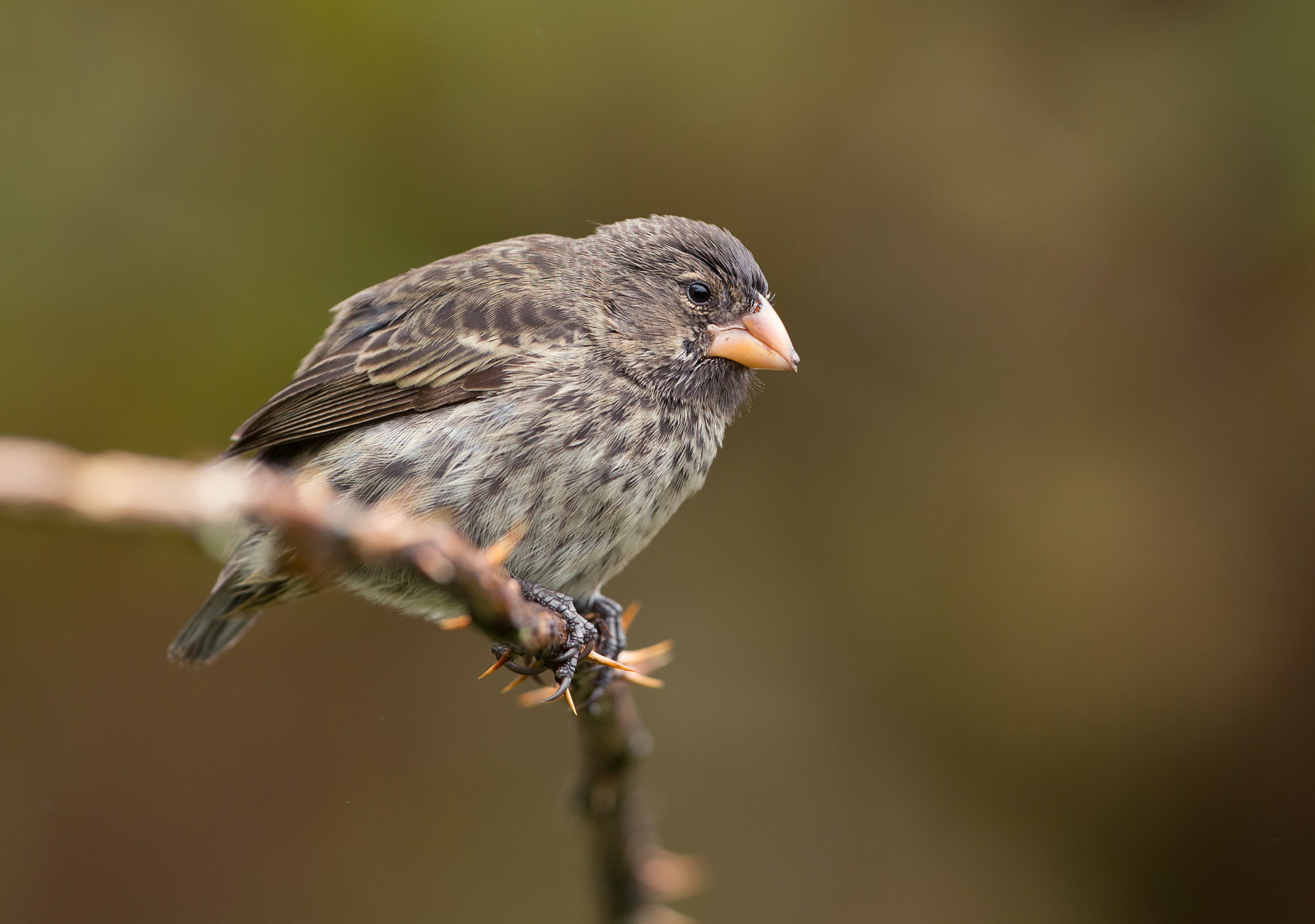 Darwin’s Finches