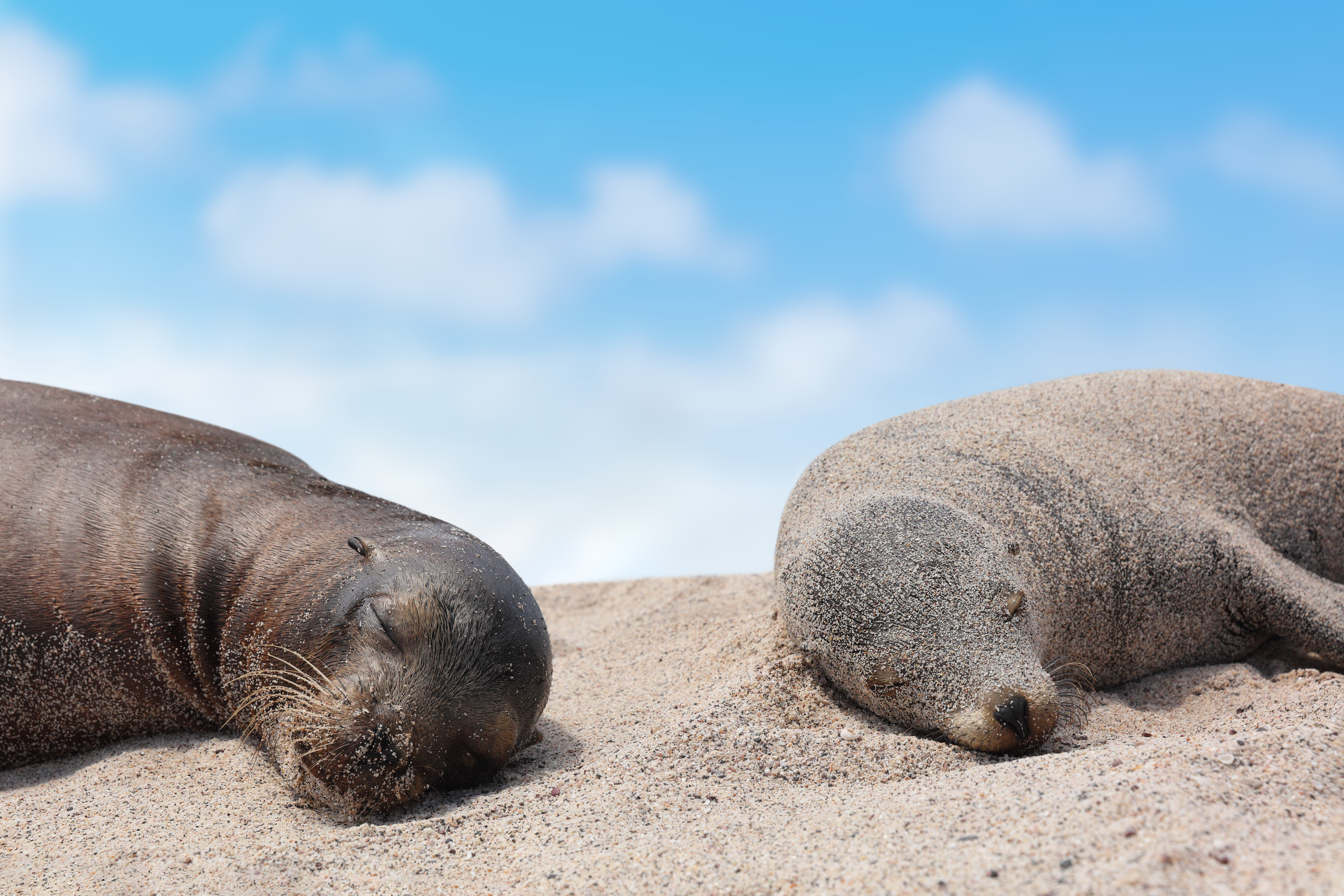 sea lions