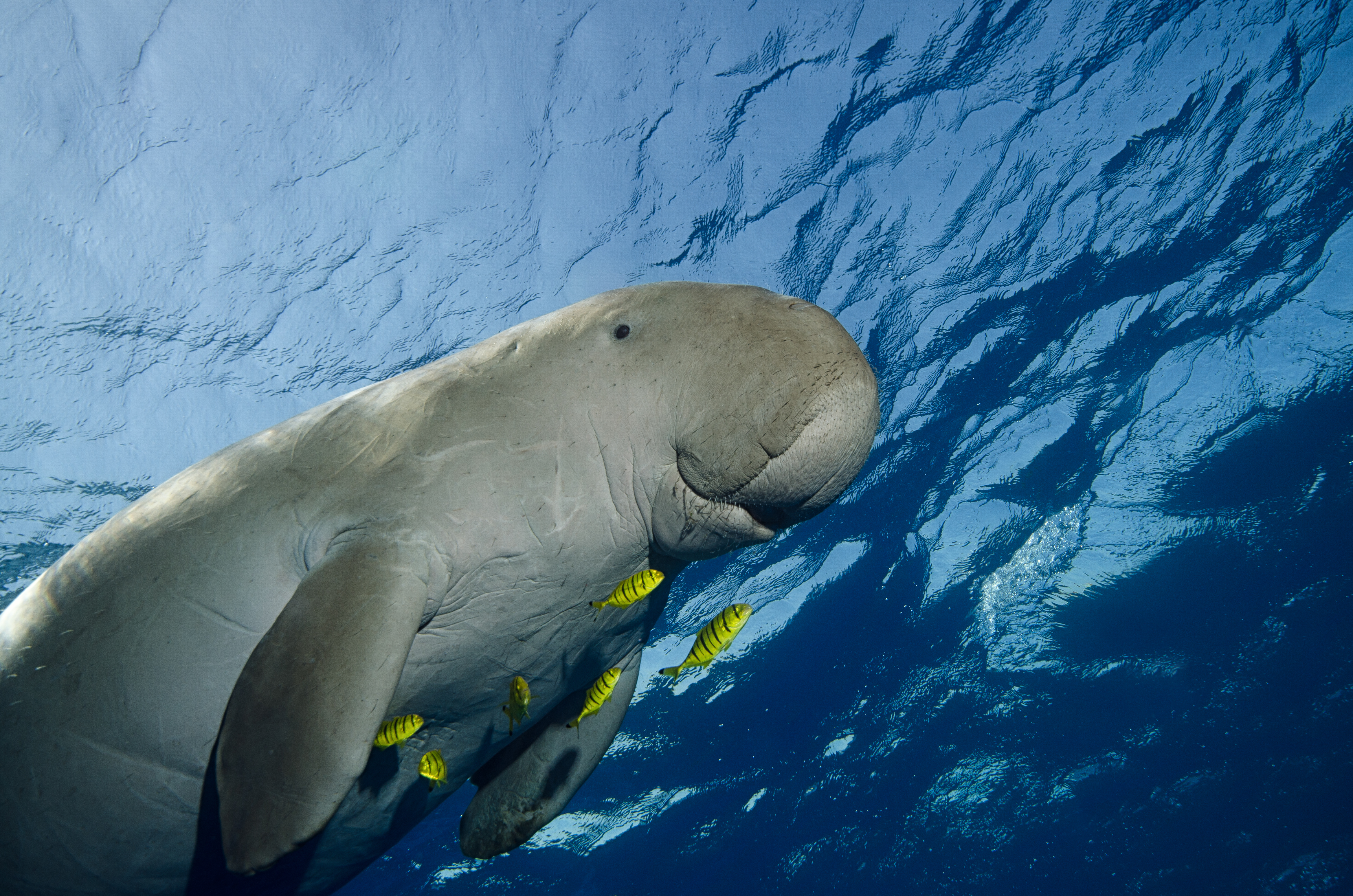 Top 10 Locations to Go Diving and Snorkeling in East Indonesia