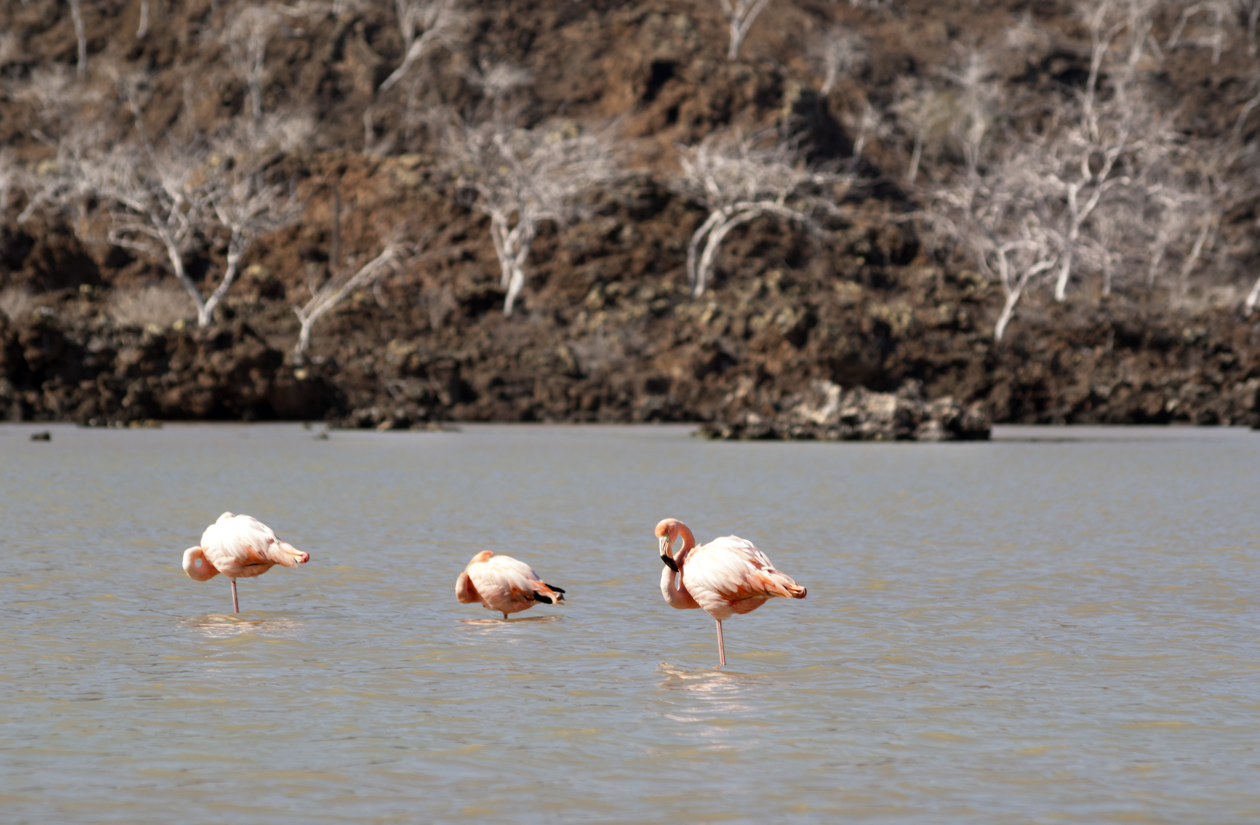 flamingos-in-lake-island