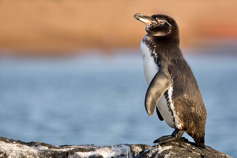 galapagos penguin