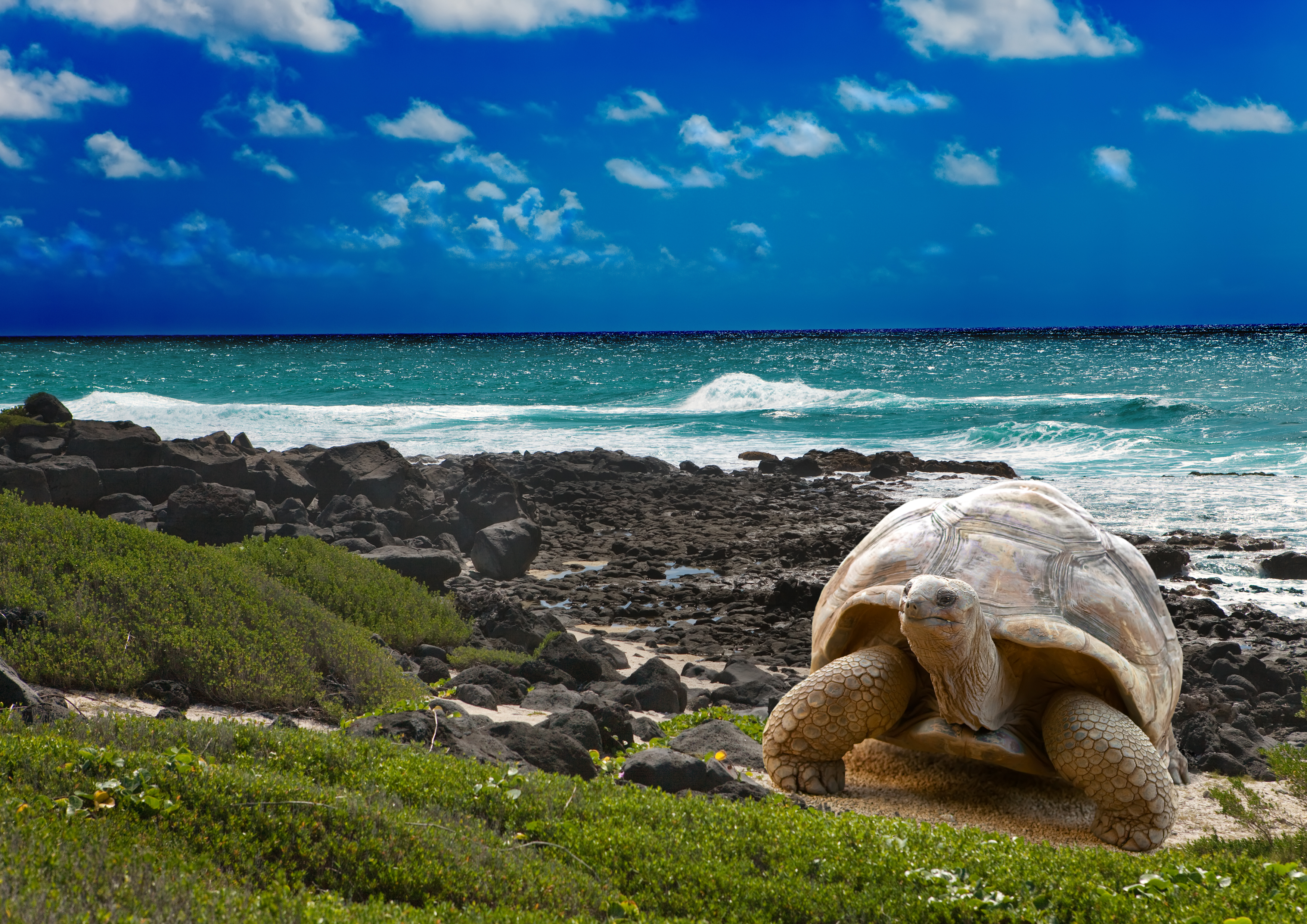giant-tortoise-at-sea-edge