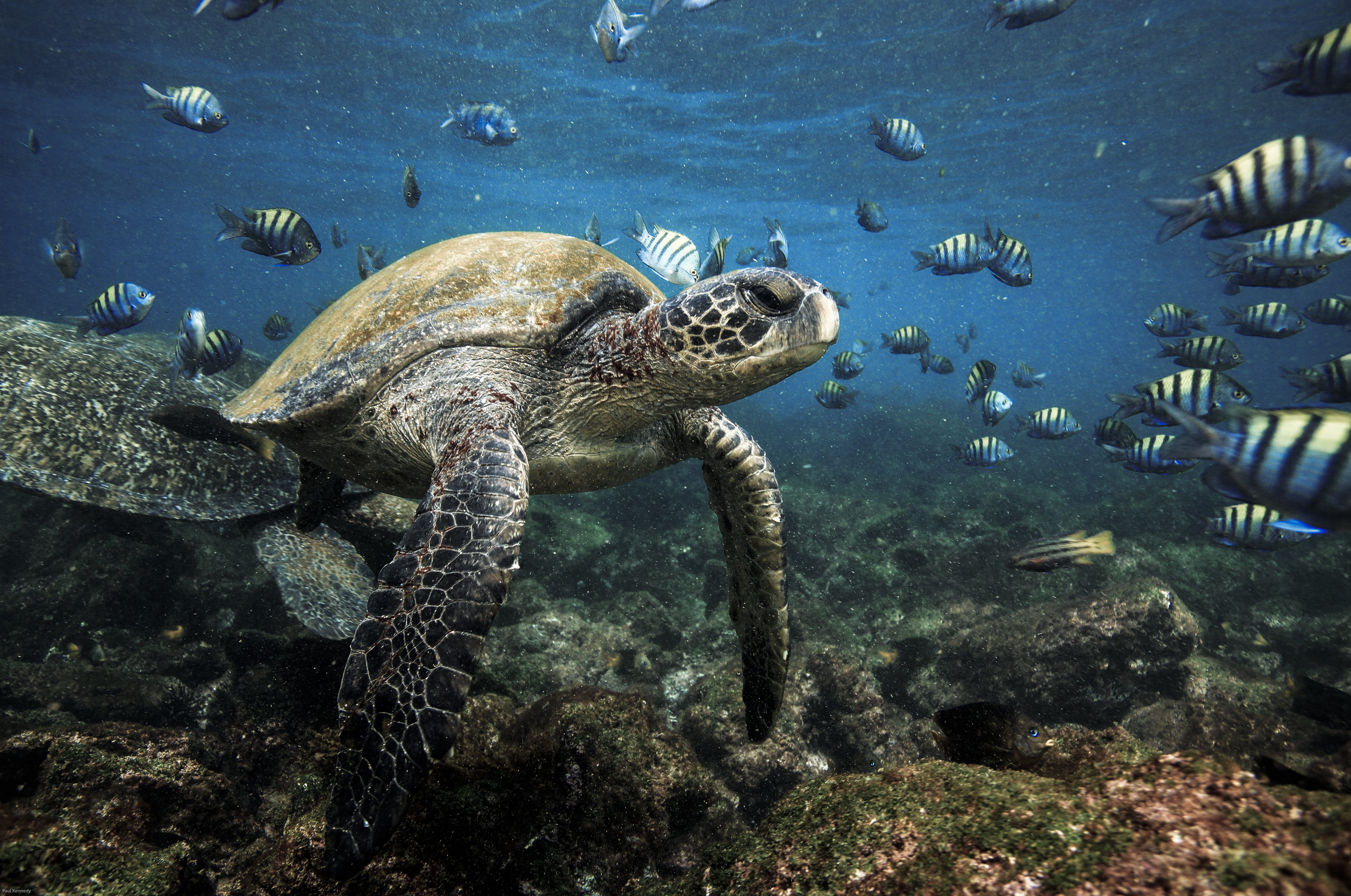 green-sea-turtle-sergeant-major-fish-underwater
