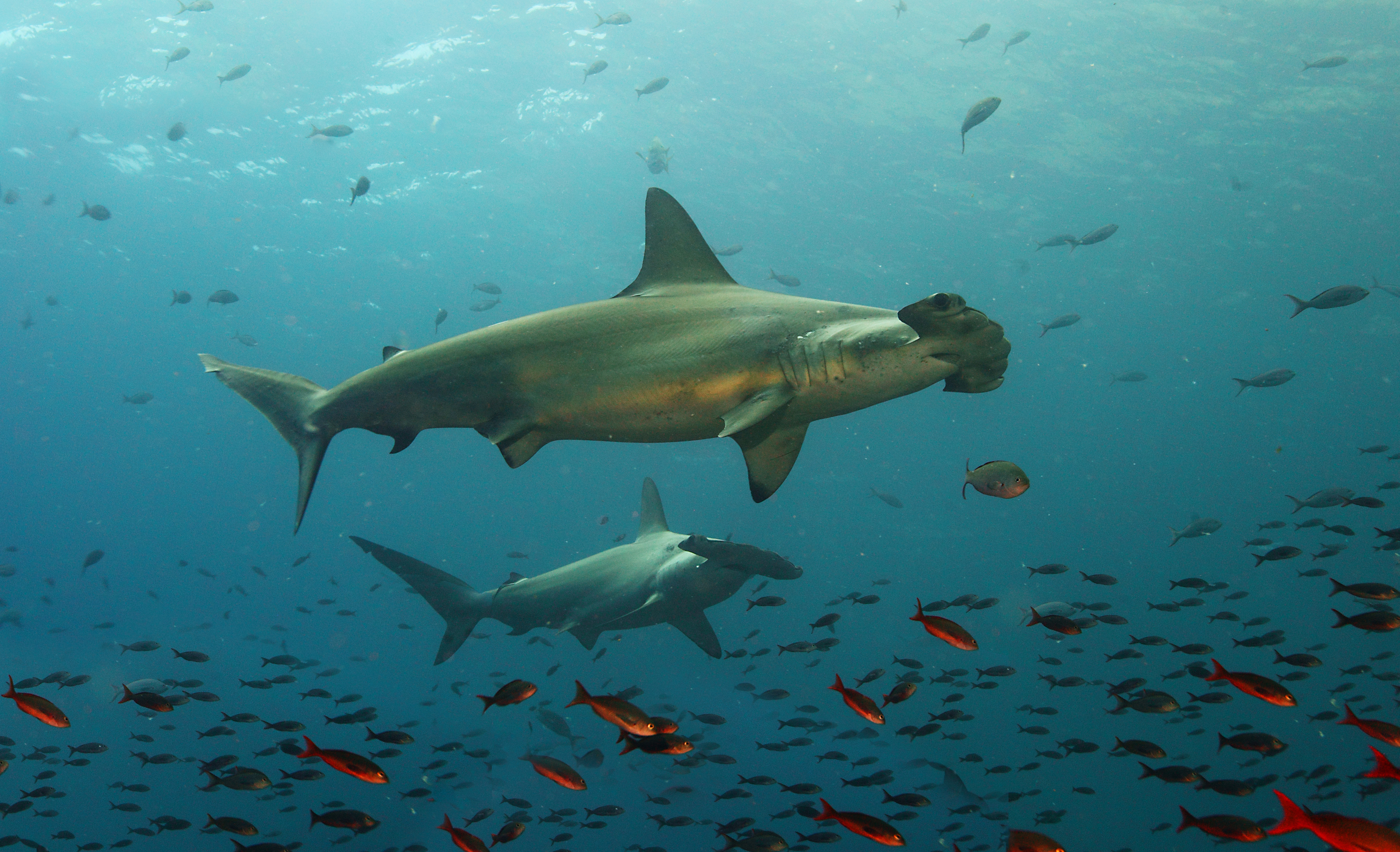 hammerhead-sharks-swimming