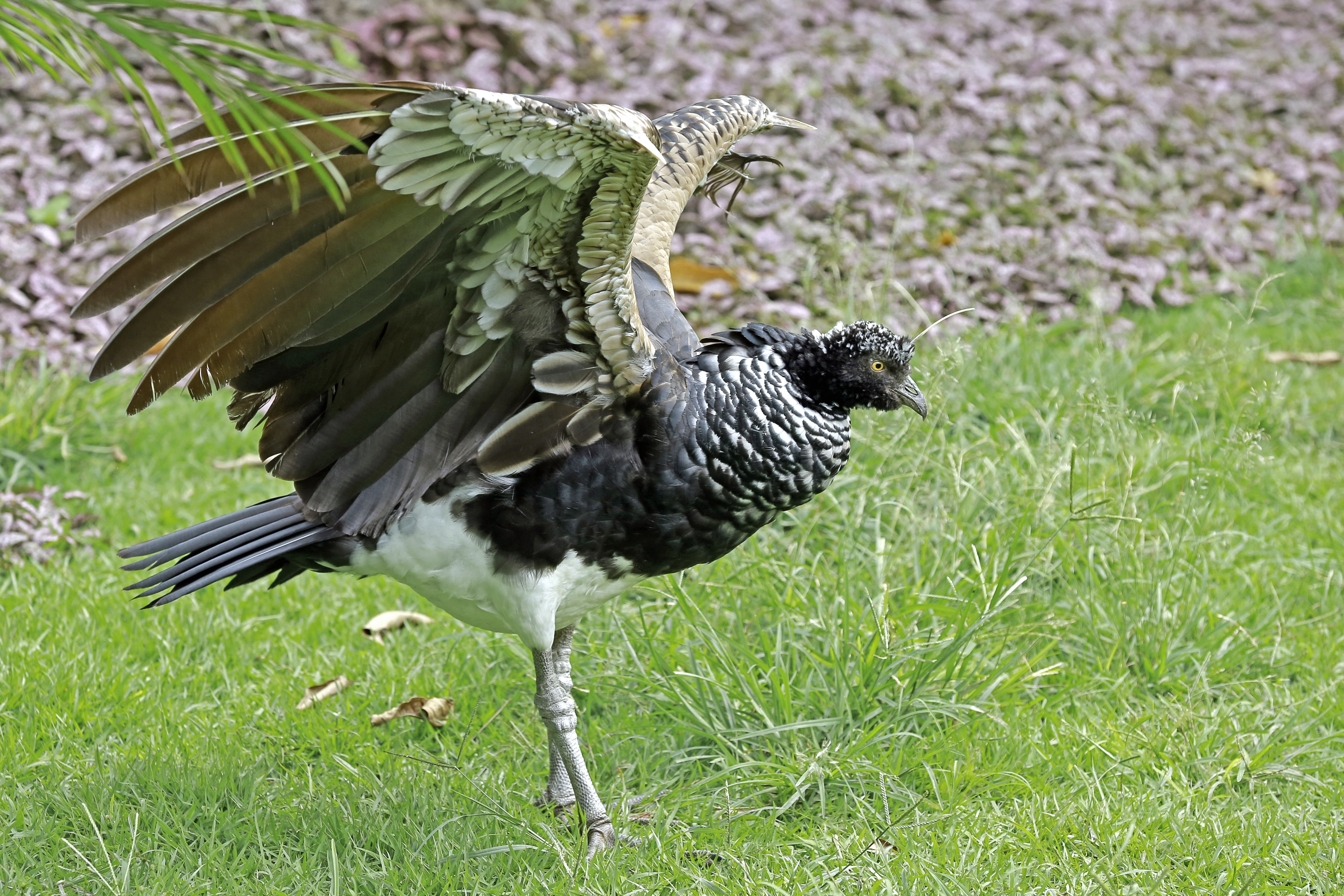 Amazon animals