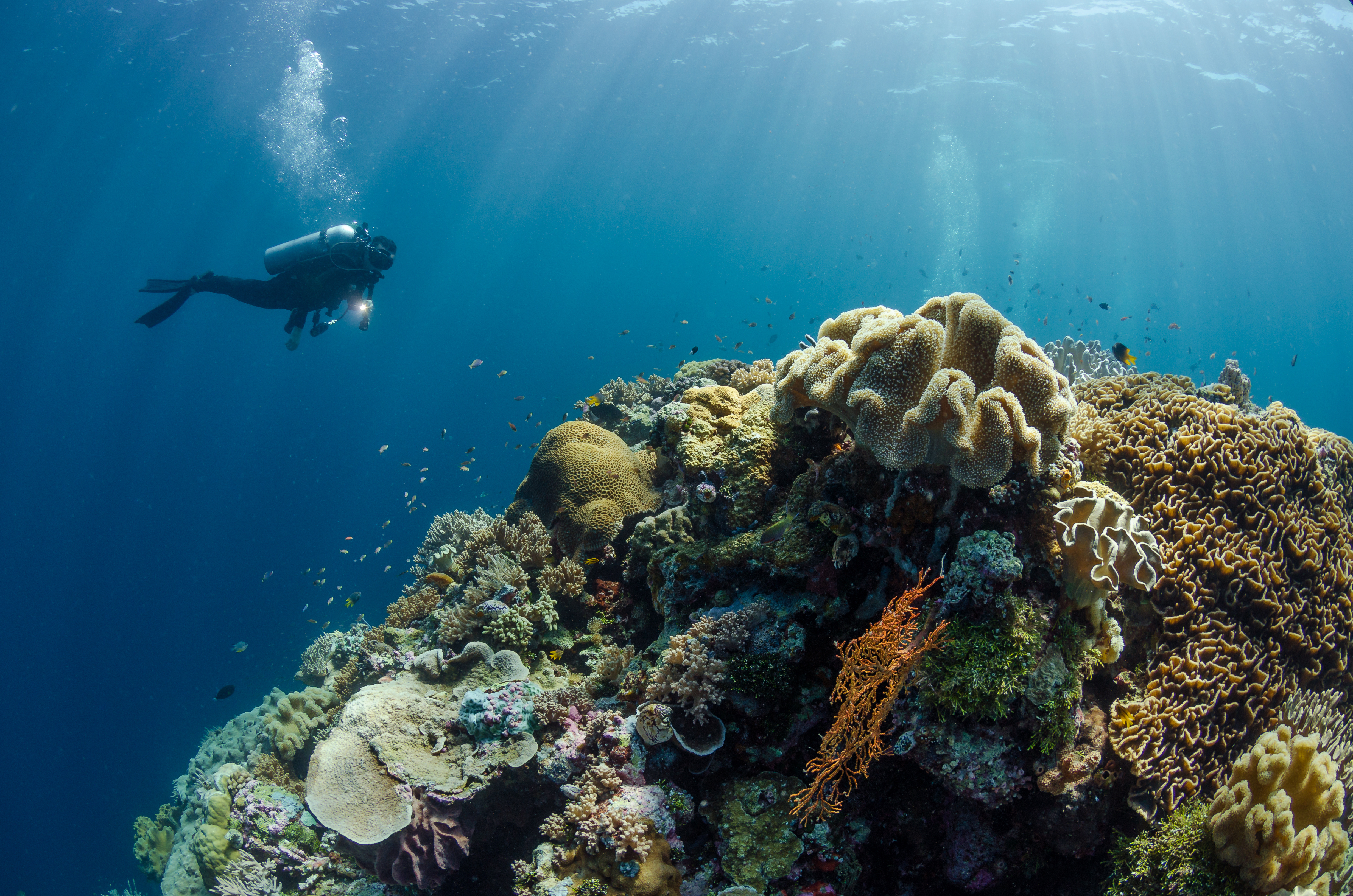 Top 10 Locations to Go Diving and Snorkeling in East Indonesia