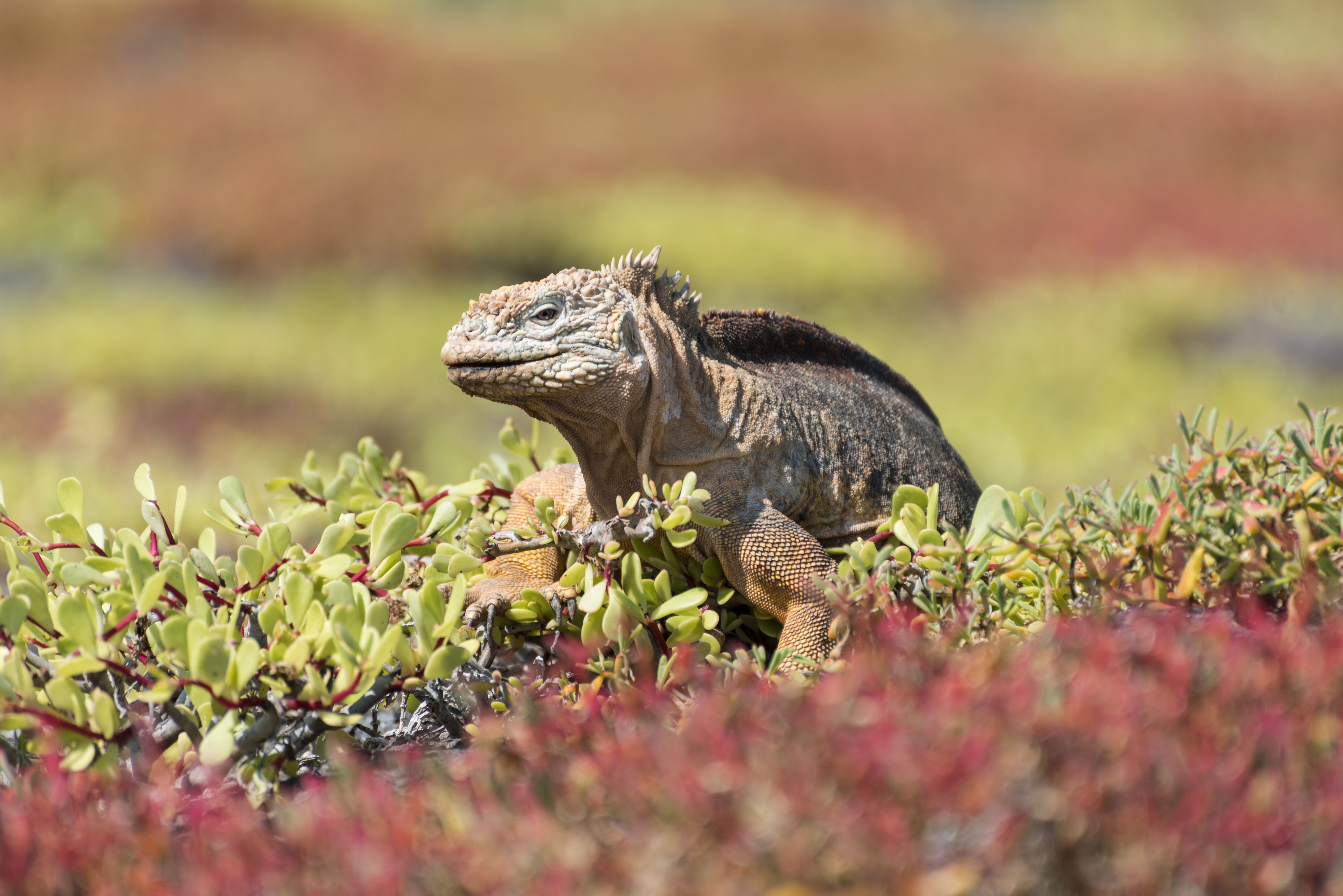 Galapagos land iguana