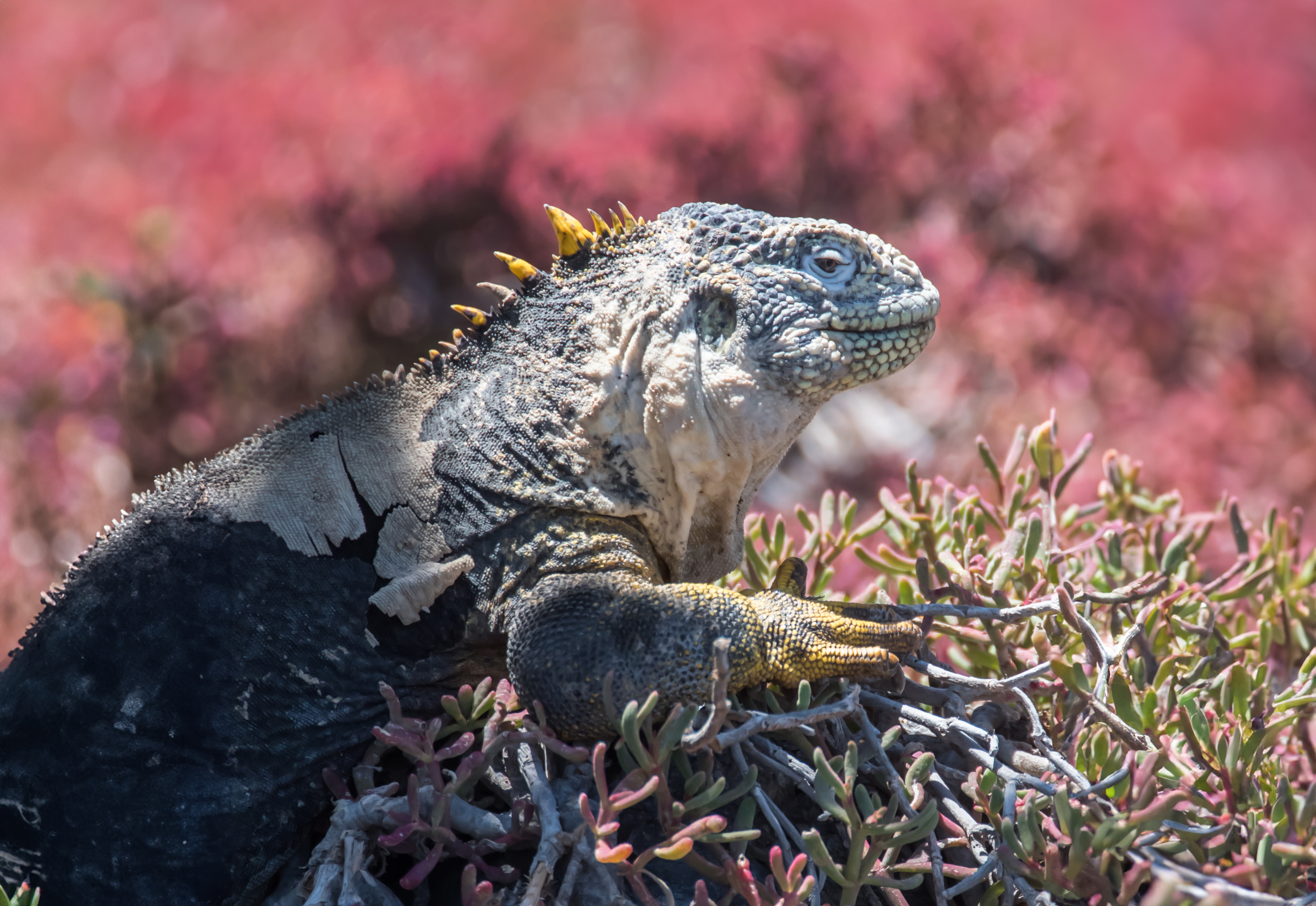 Galapagos land iguana